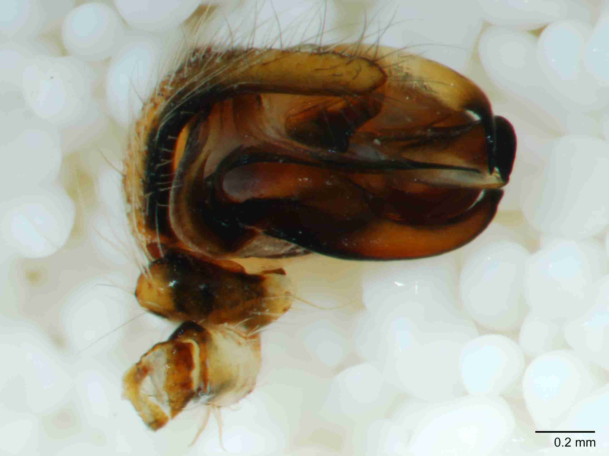 XILARAN032mppalpJAM277_60X_Z10.jpg