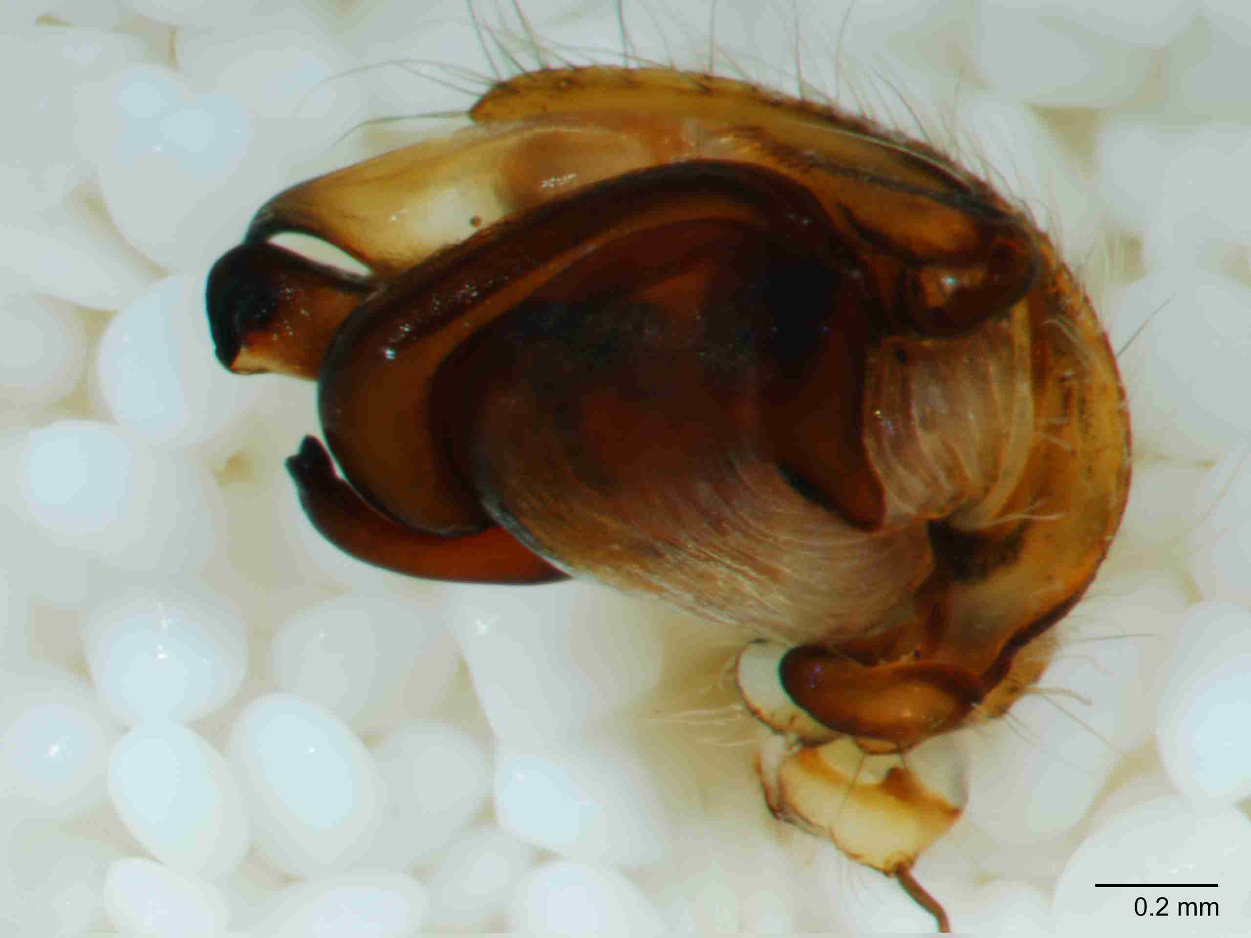 XILARAN032mppalrJAM277_60X_Z10.jpg