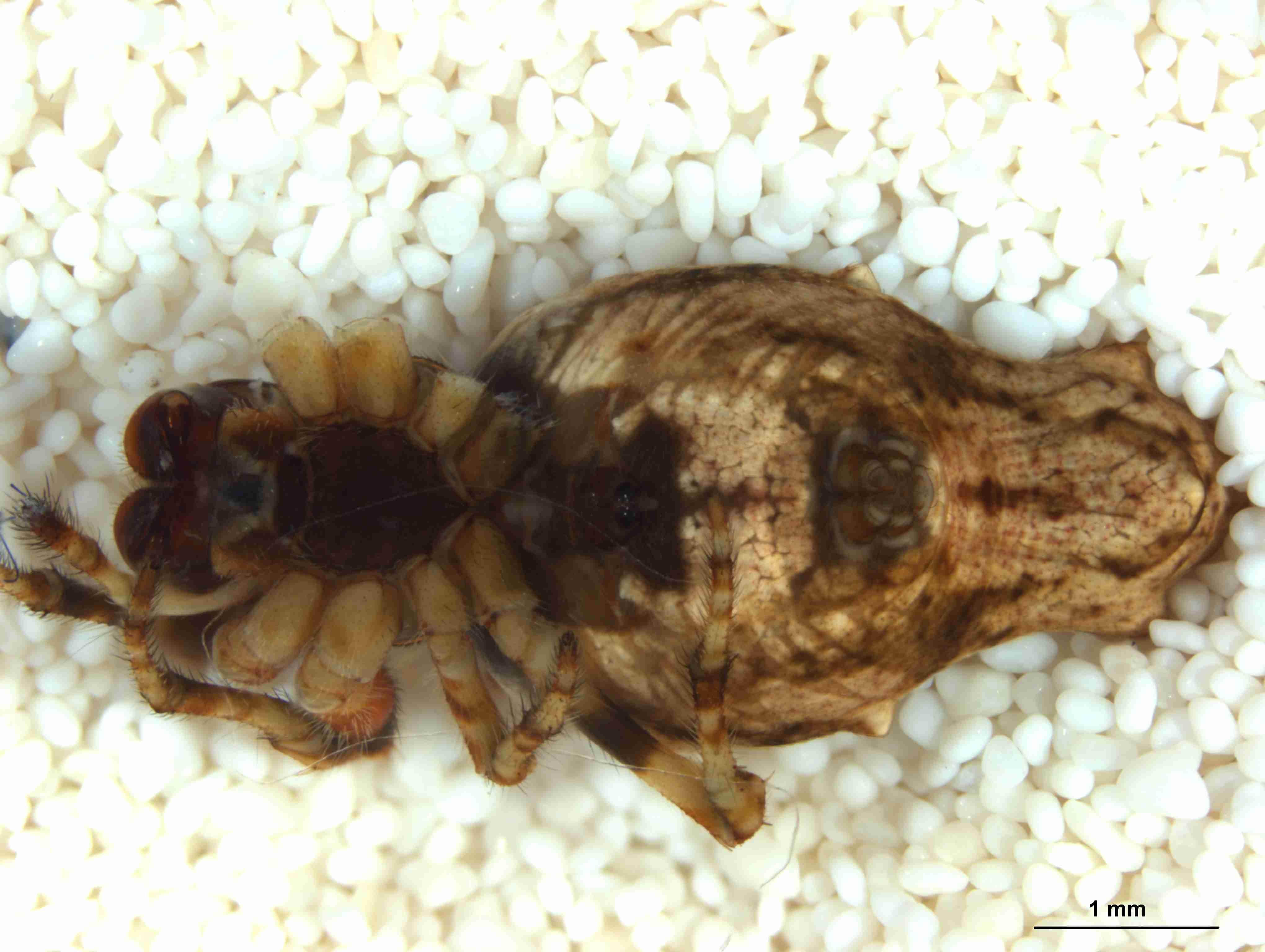 XILARAN034fphabvJAM319_20X_CAS.jpg