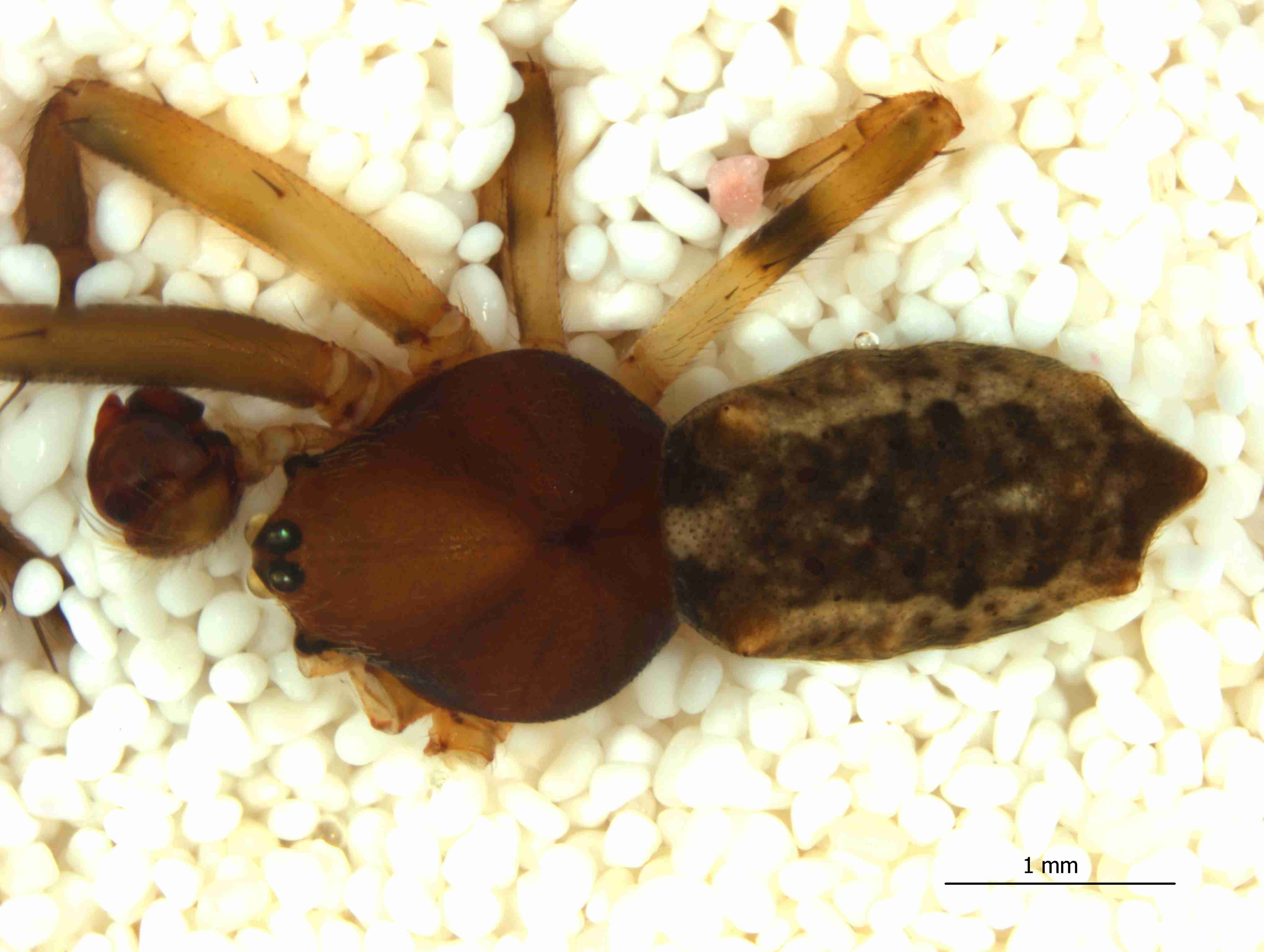 XILARAN034mphabdJAM343_25X_CAS.jpg