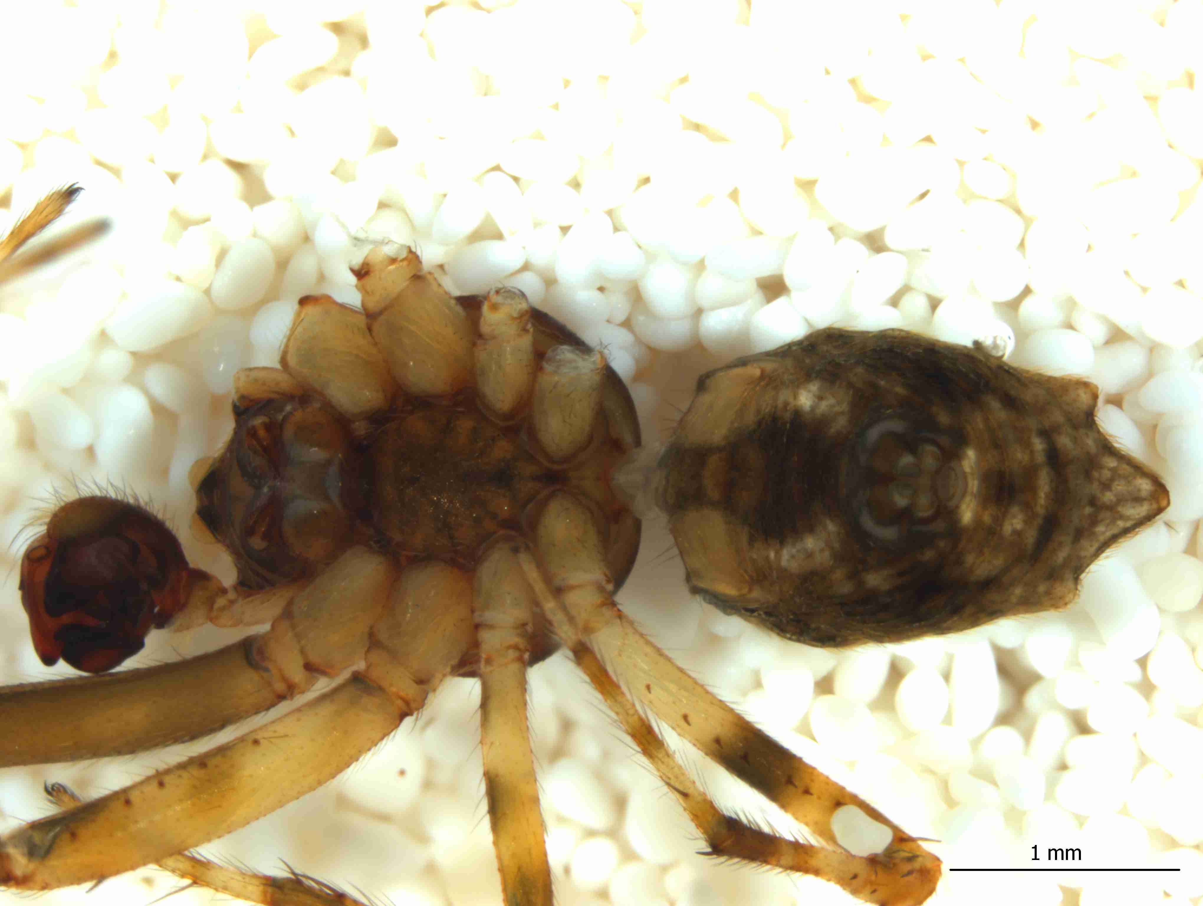 XILARAN034mphabvJAM343_25X_CAS.jpg