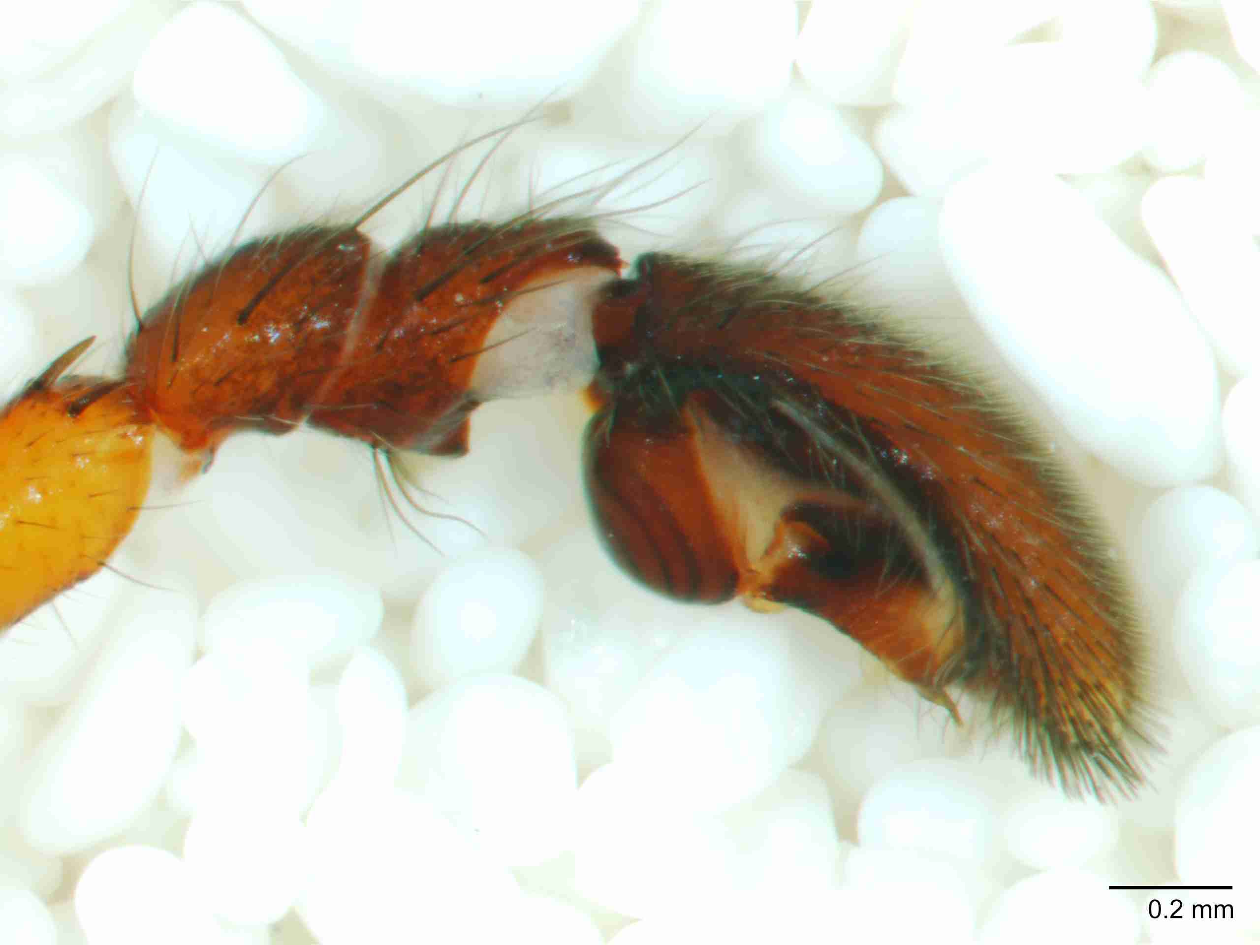 XILCORI046mppalpJAM407_60X_Z10.jpg