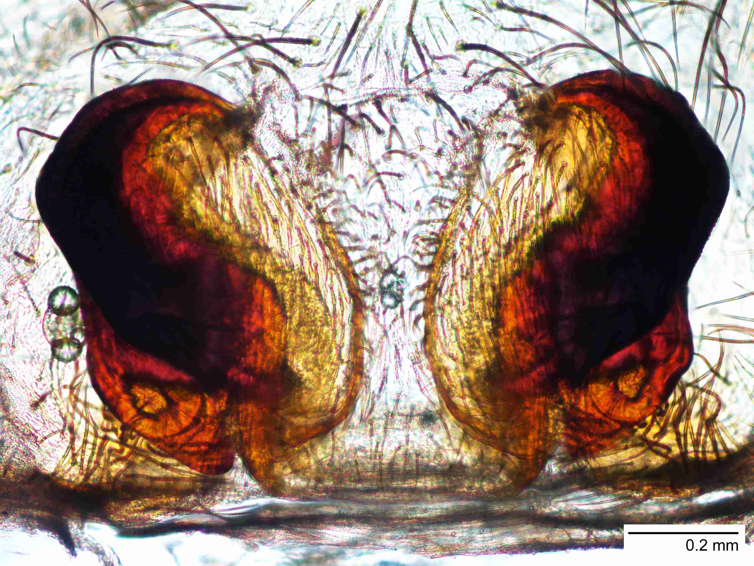 XILCTEN050fpepivJAM871_100X_E2A.jpg