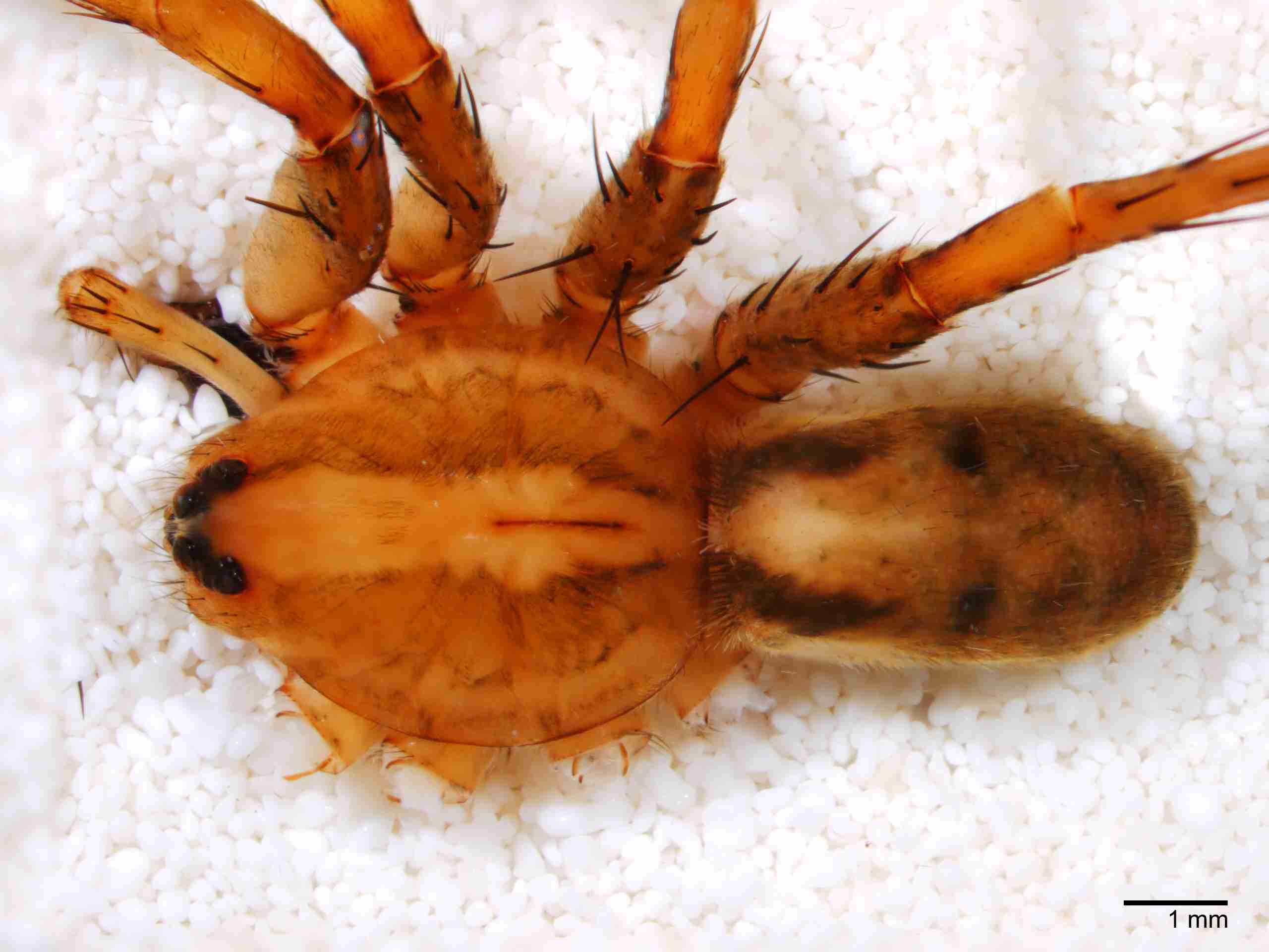 XILCTEN050mphabdJAM131_10X_Z10.jpg
