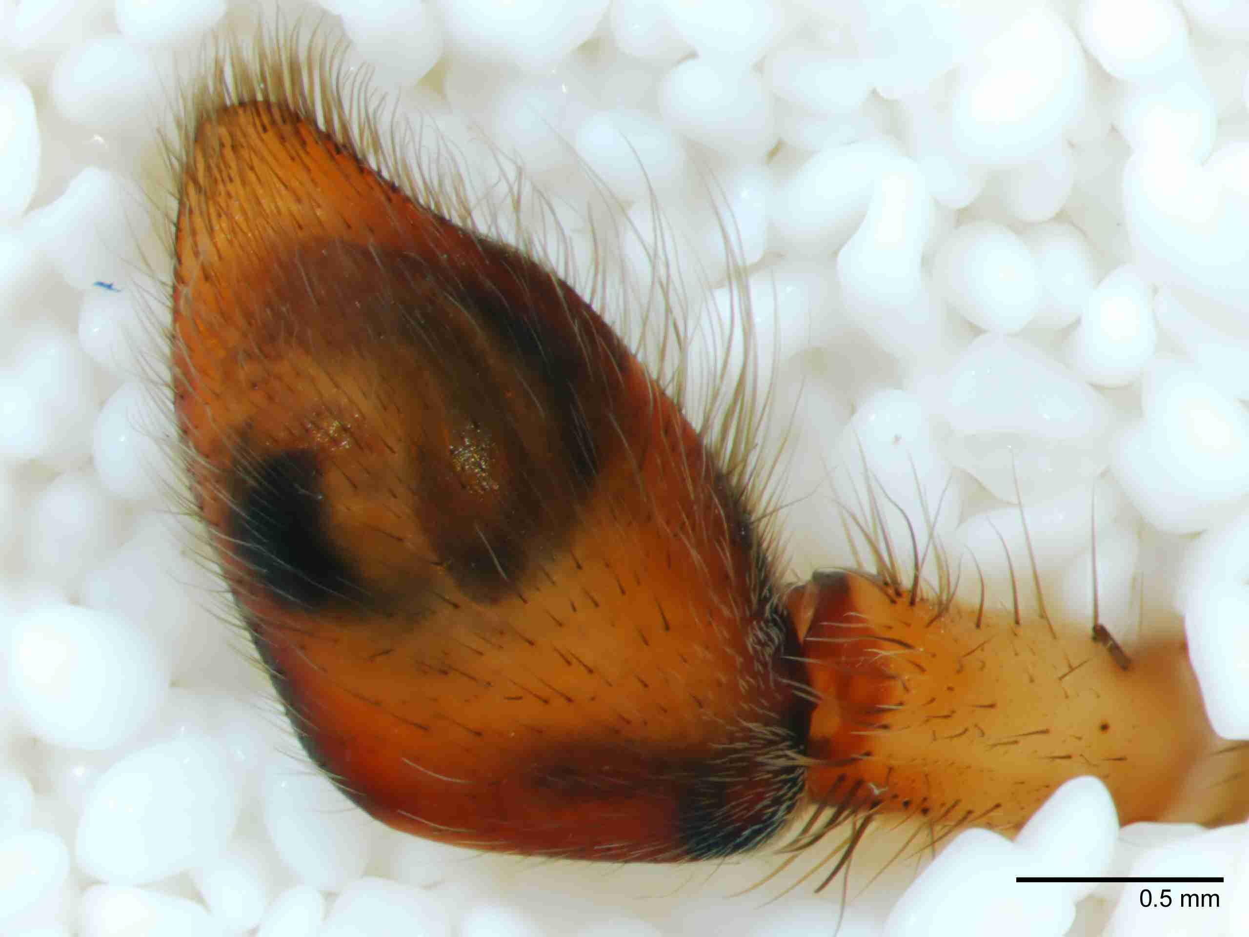 XILCTEN050mppaldJAM131_40X_Z10.jpg