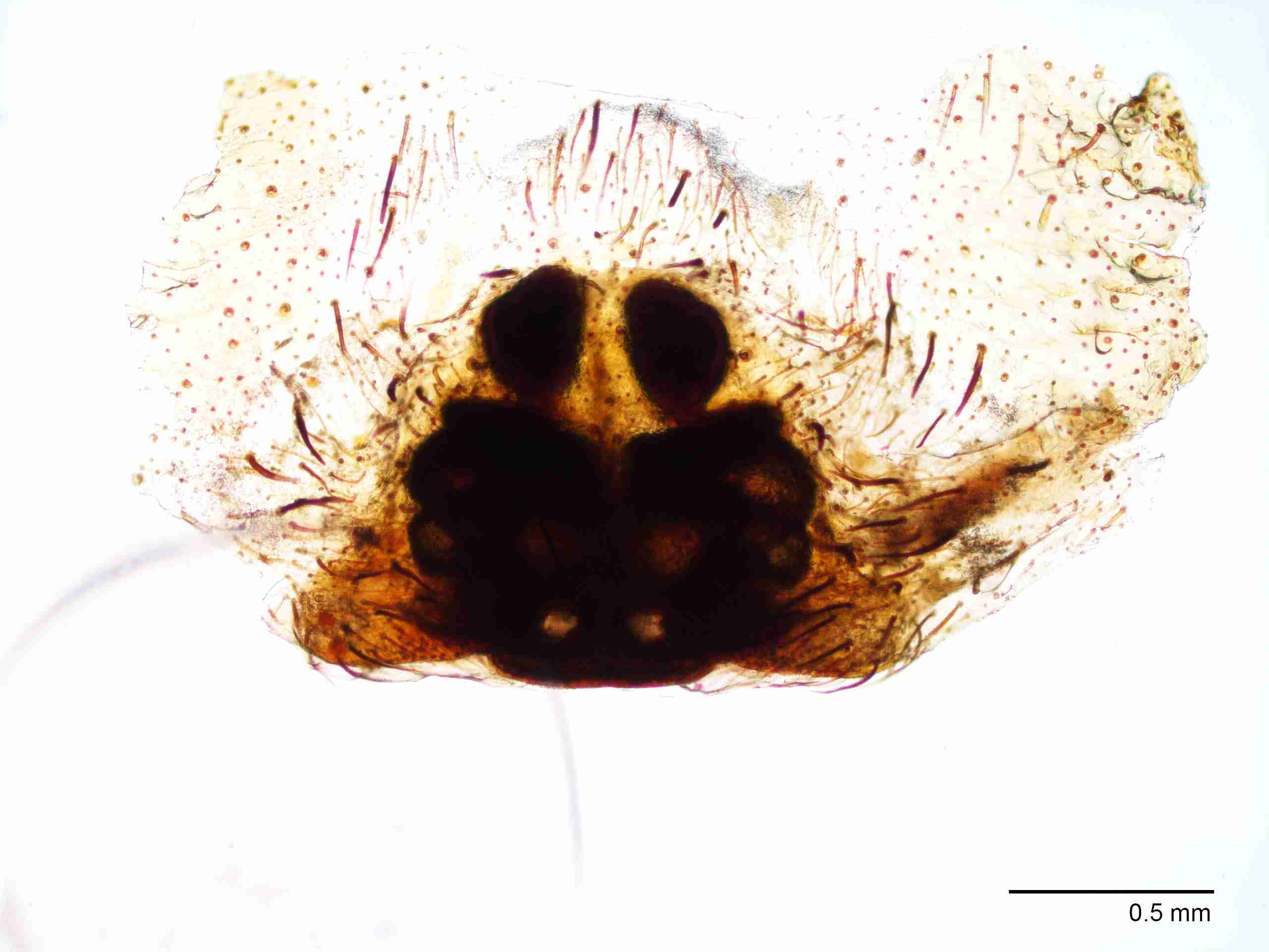 XILDEIN051fpepivJAM029_40X_Z10.jpg