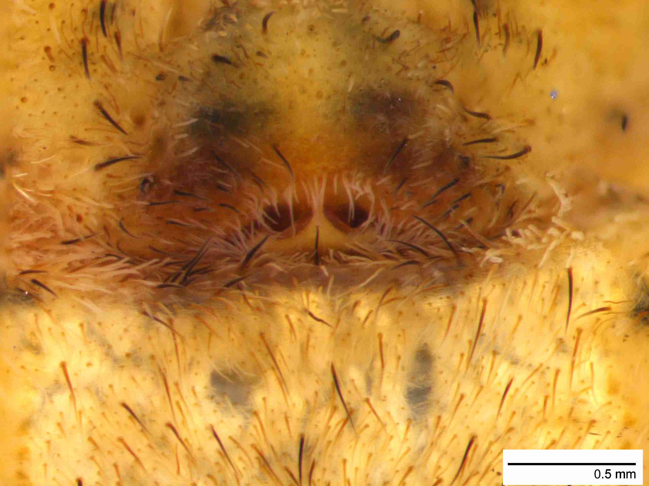XILDEIN051fpepivJAM029_50X_Z10.jpg