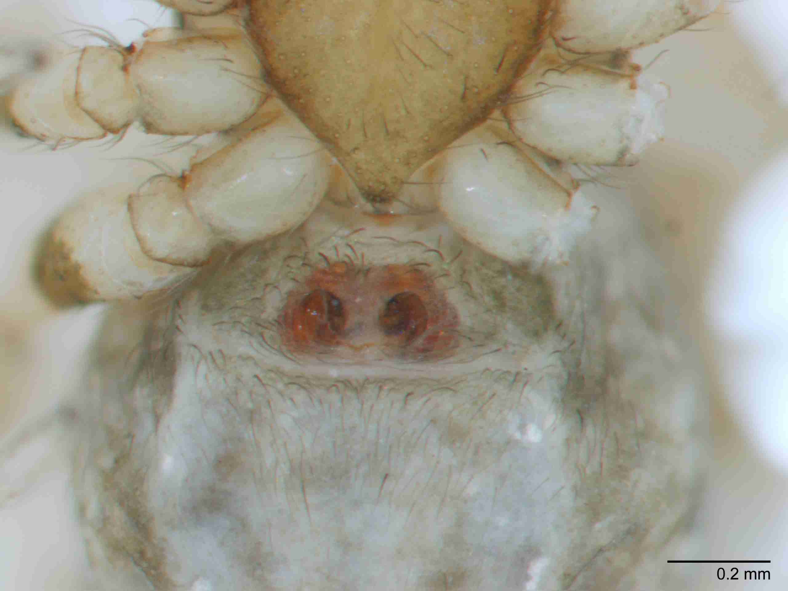 XILDICT054fpepivJAM125_80X_Z10.jpg
