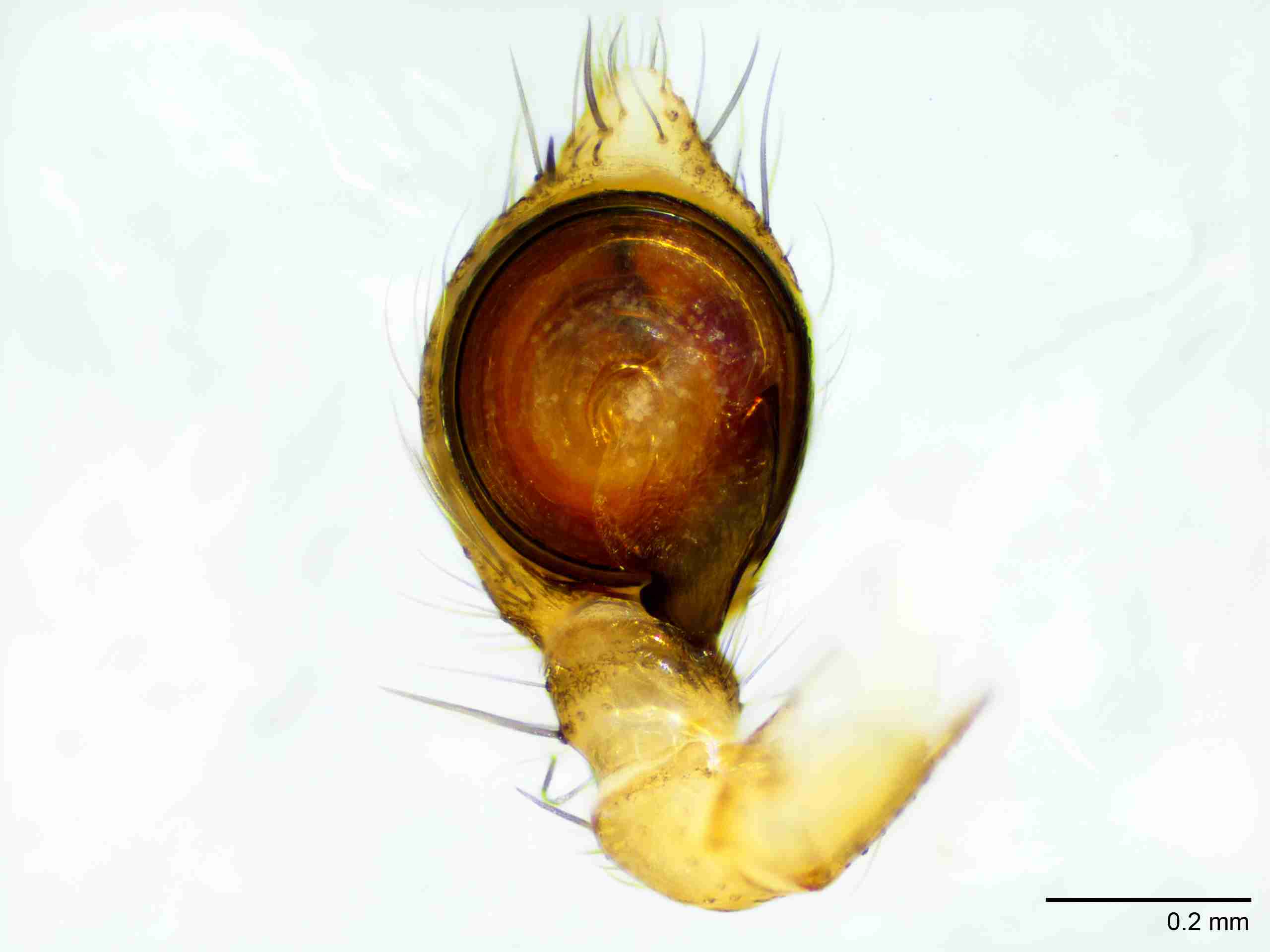 XILDICT054mppalvJAM121_100X_E2A.jpg