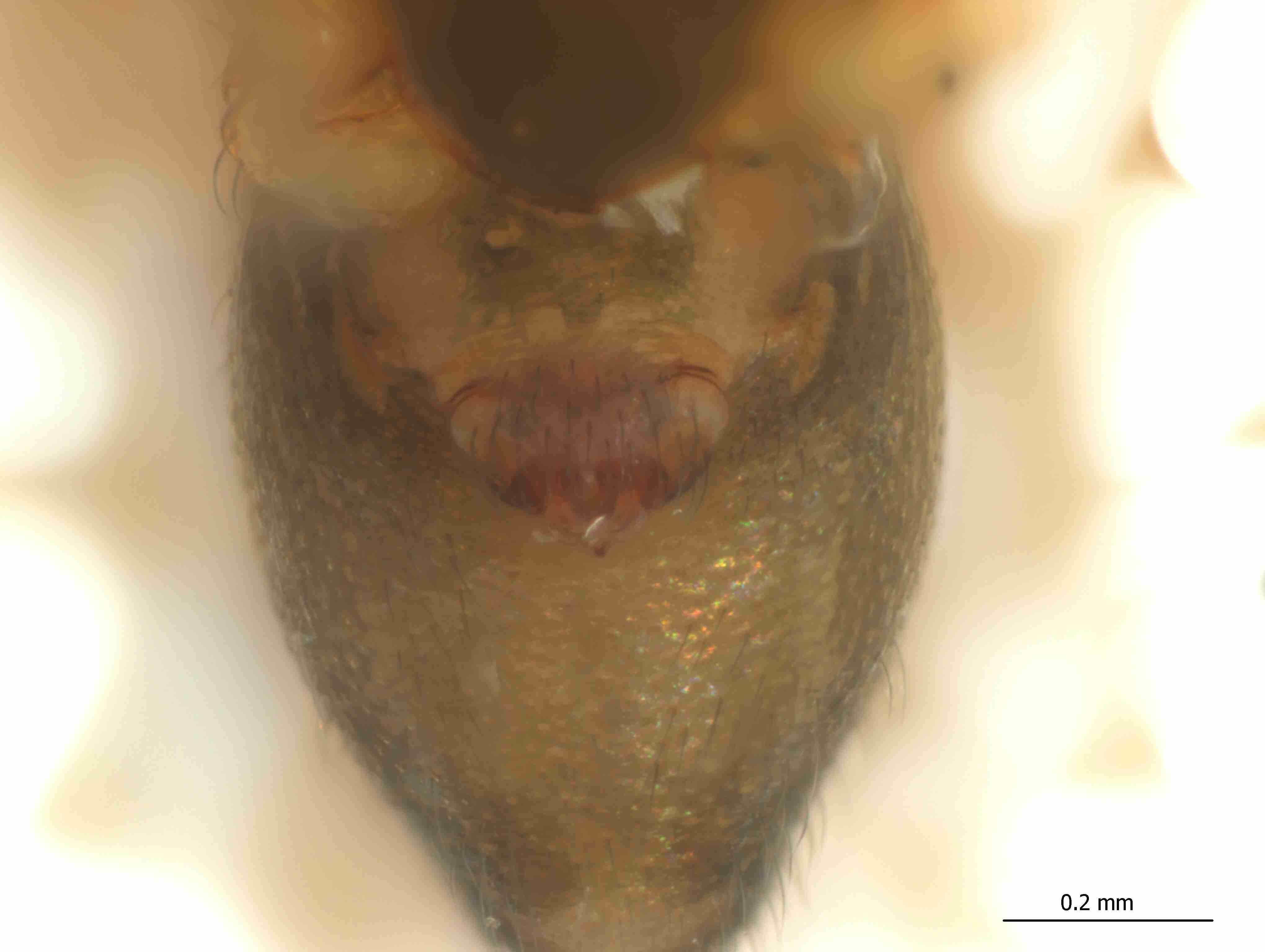 XILLINY064fpepivJAM341_115X_CAS.jpg