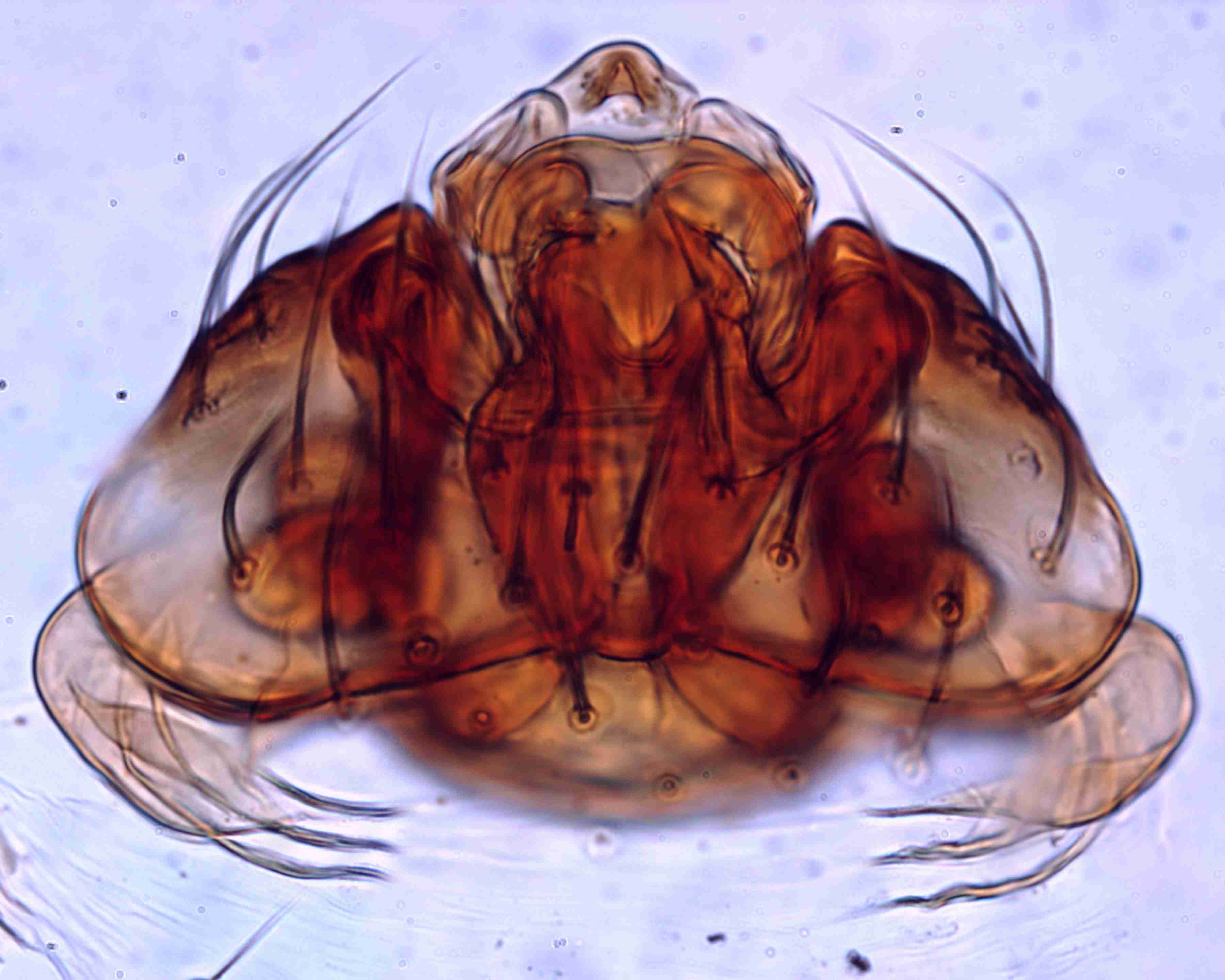 XILLINY064fpepivJAM341_400X_CAS.jpg