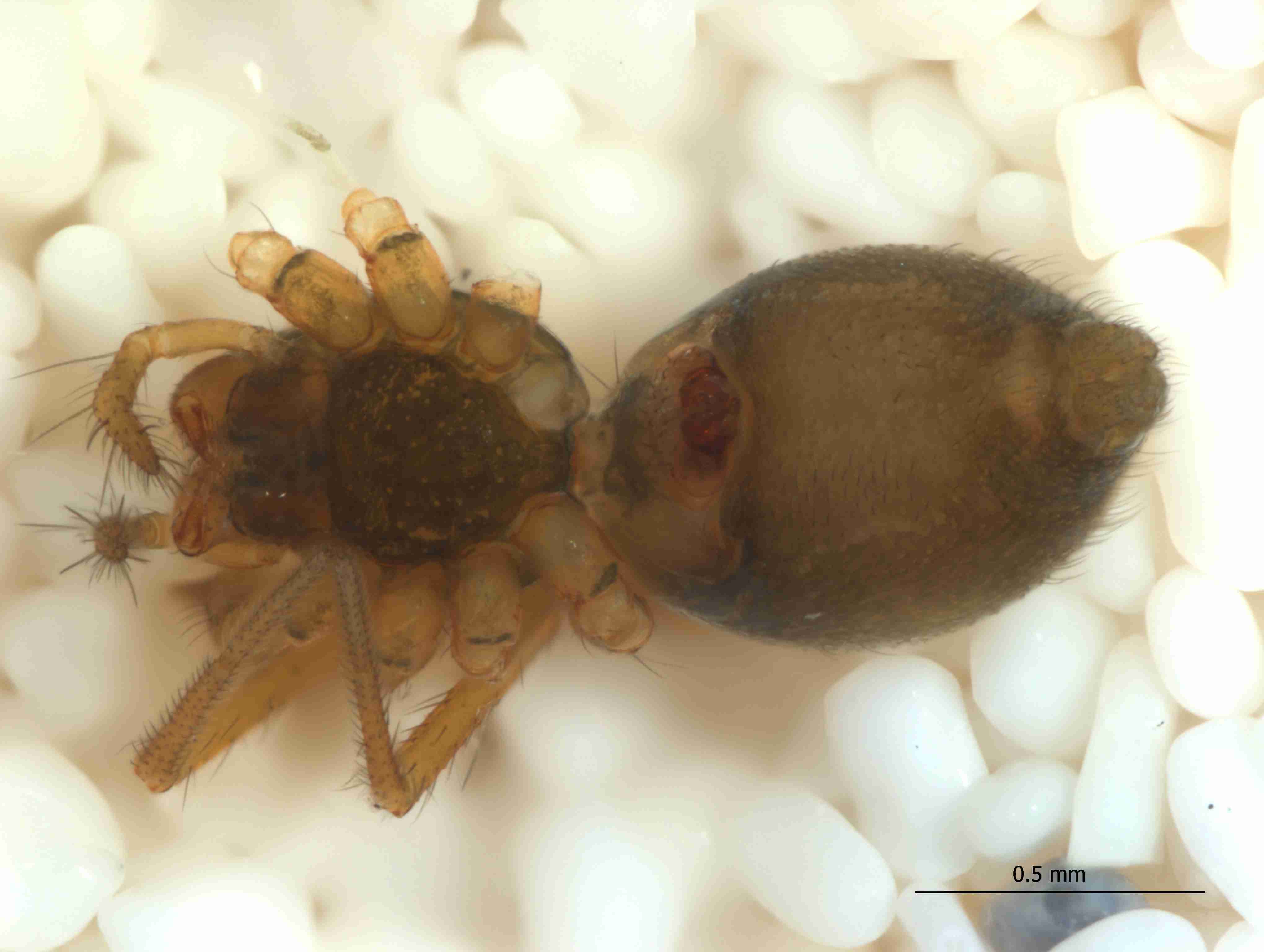 XILLINY064fphabvJAM341_60X_CAS.jpg