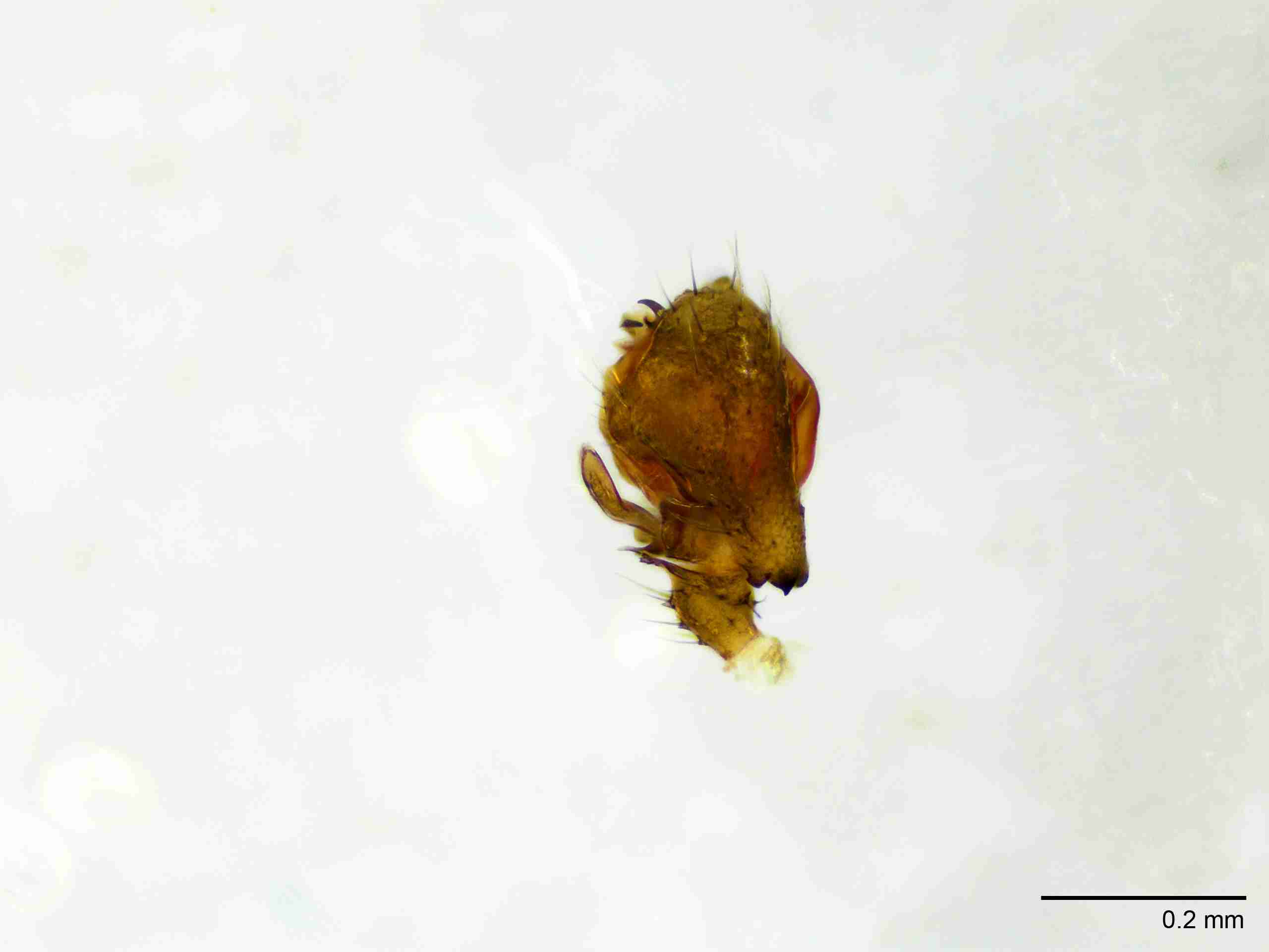 XILLINY064mppaldJAM897_100X_E2A.jpg