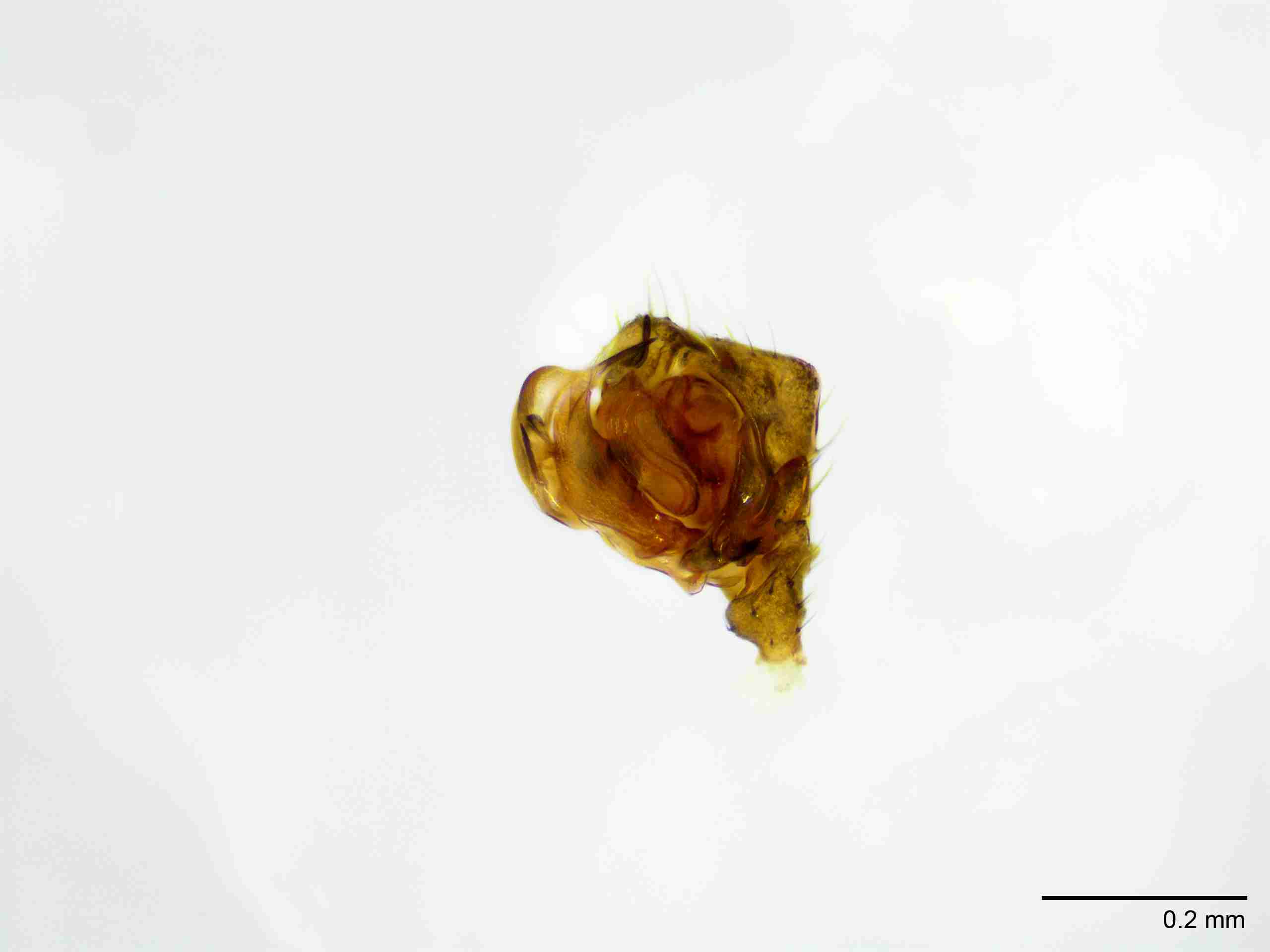 XILLINY064mppalrJAM897_100X_E2A.jpg
