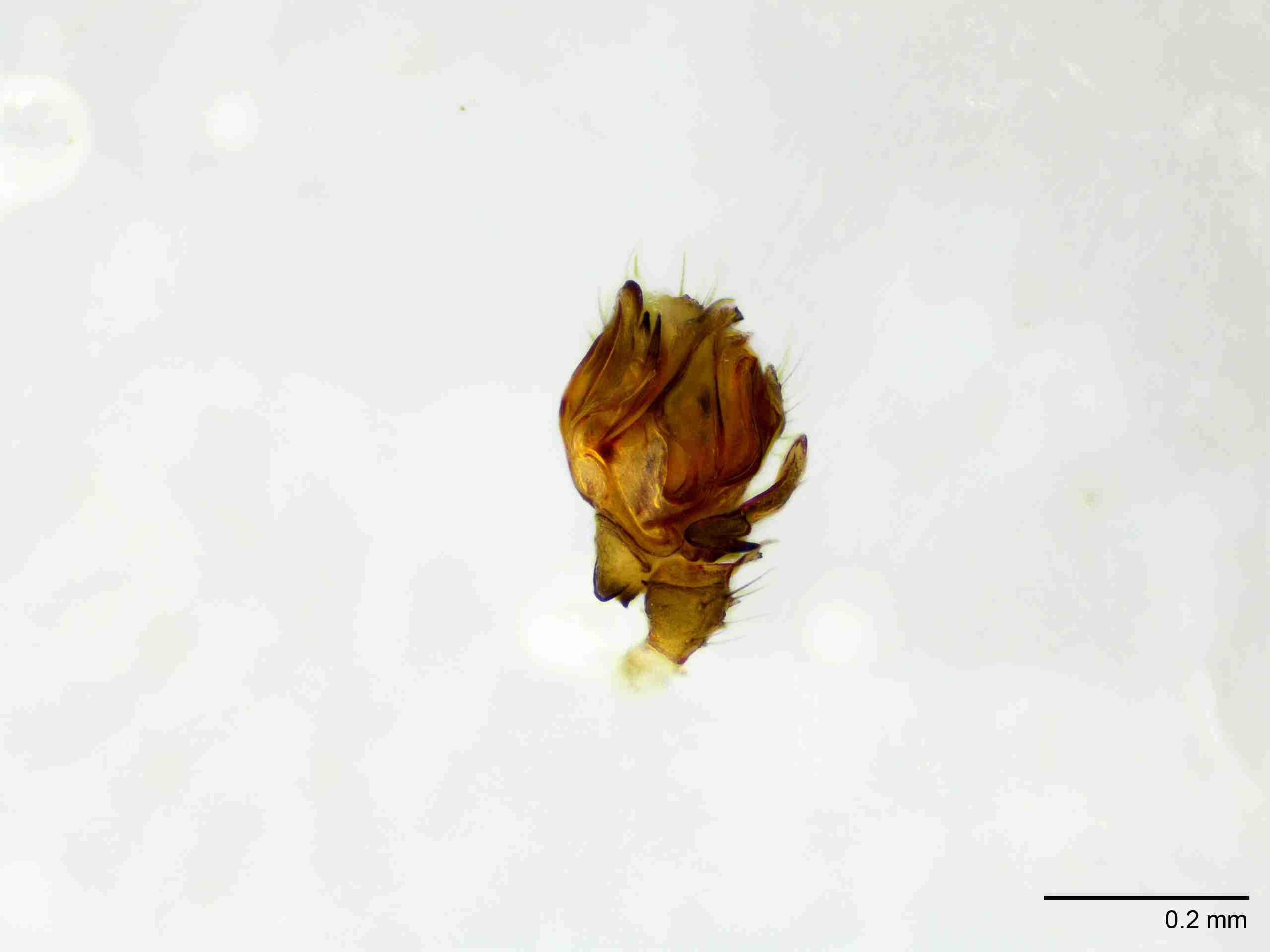 XILLINY064mppalvJAM897_100X_E2A.jpg