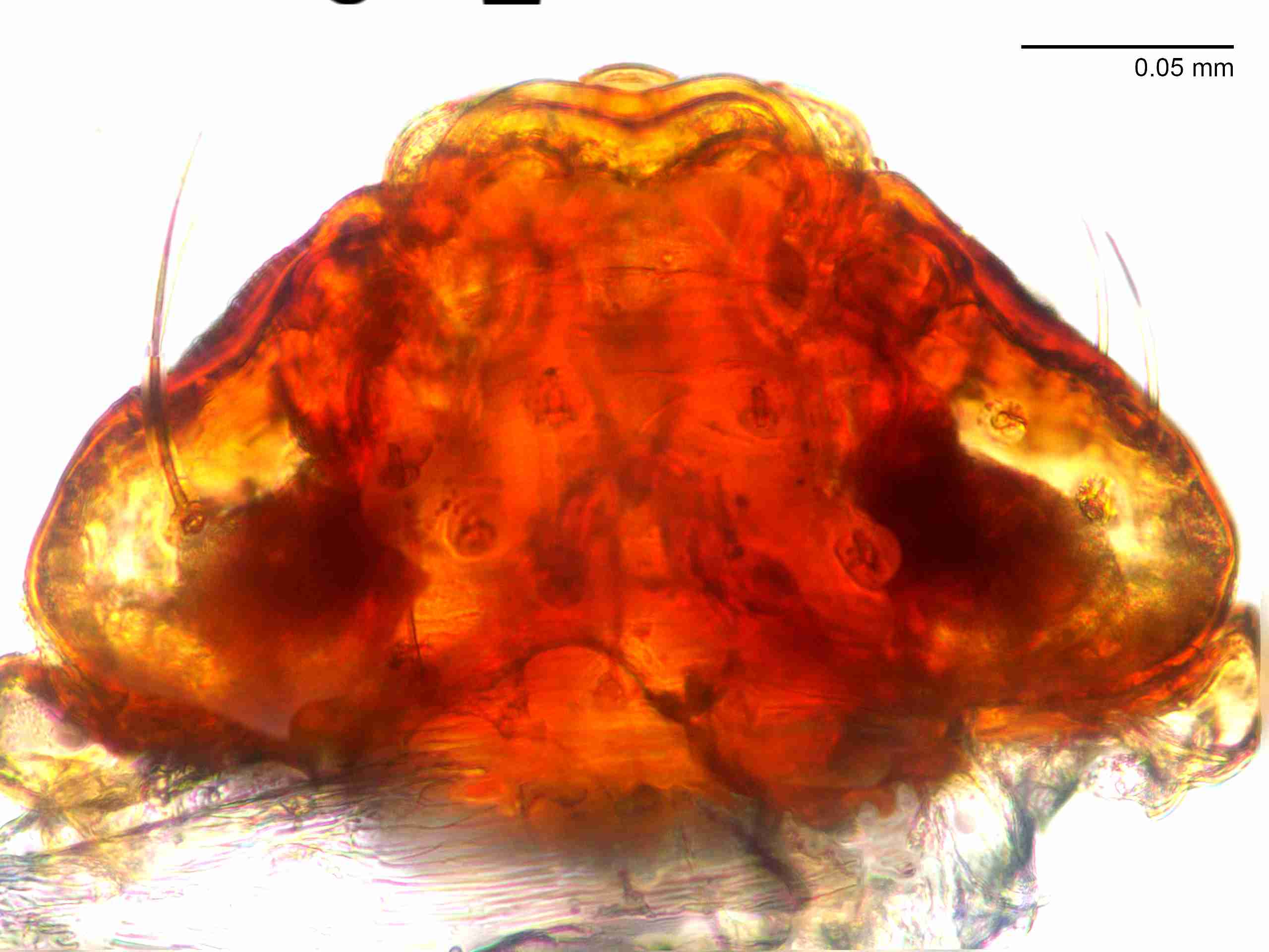XILLINY065fpepivJAM021_400X_E2A.jpg