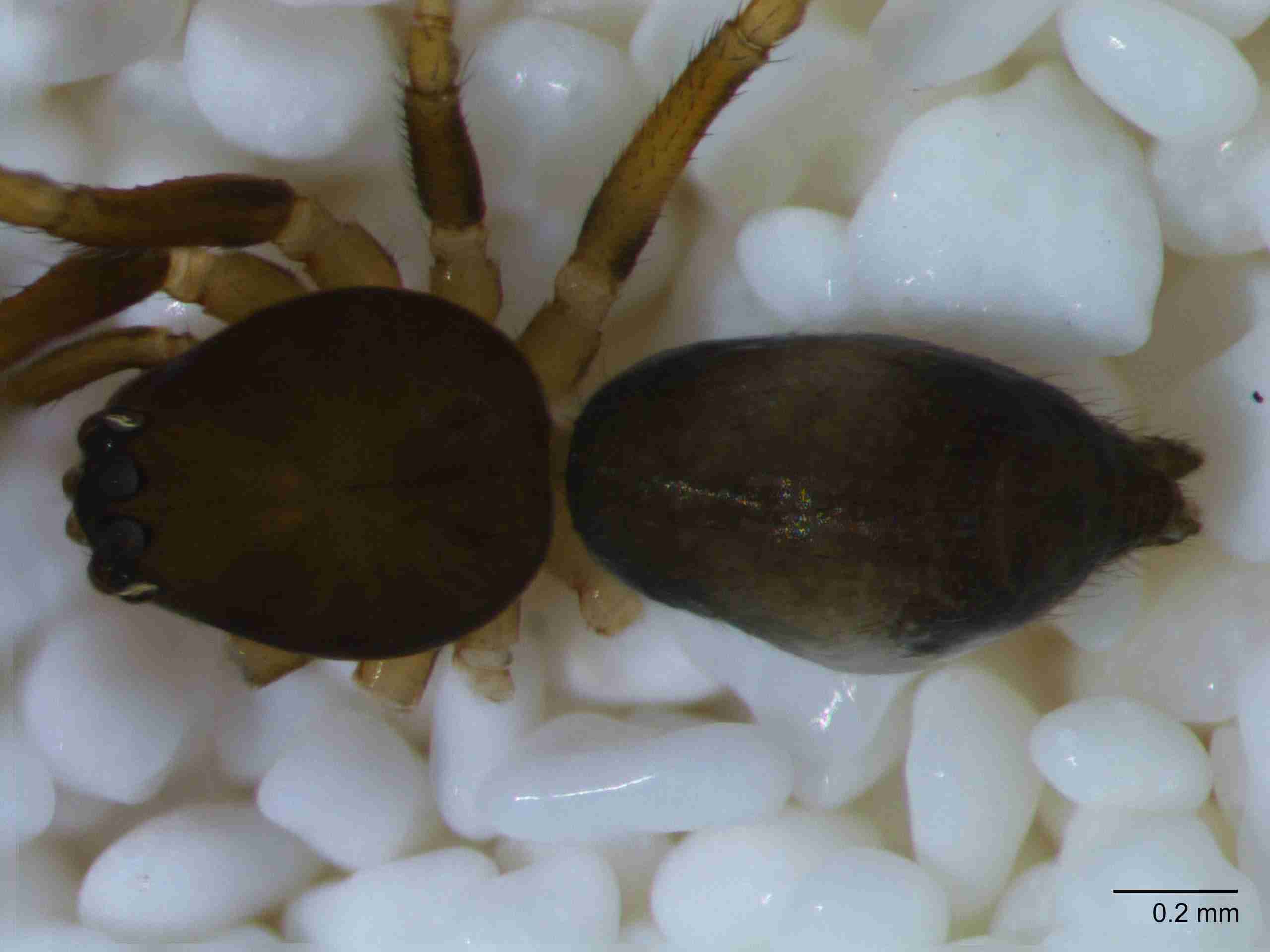 XILLINY066mphabdJAM511_60X_Z10.jpg