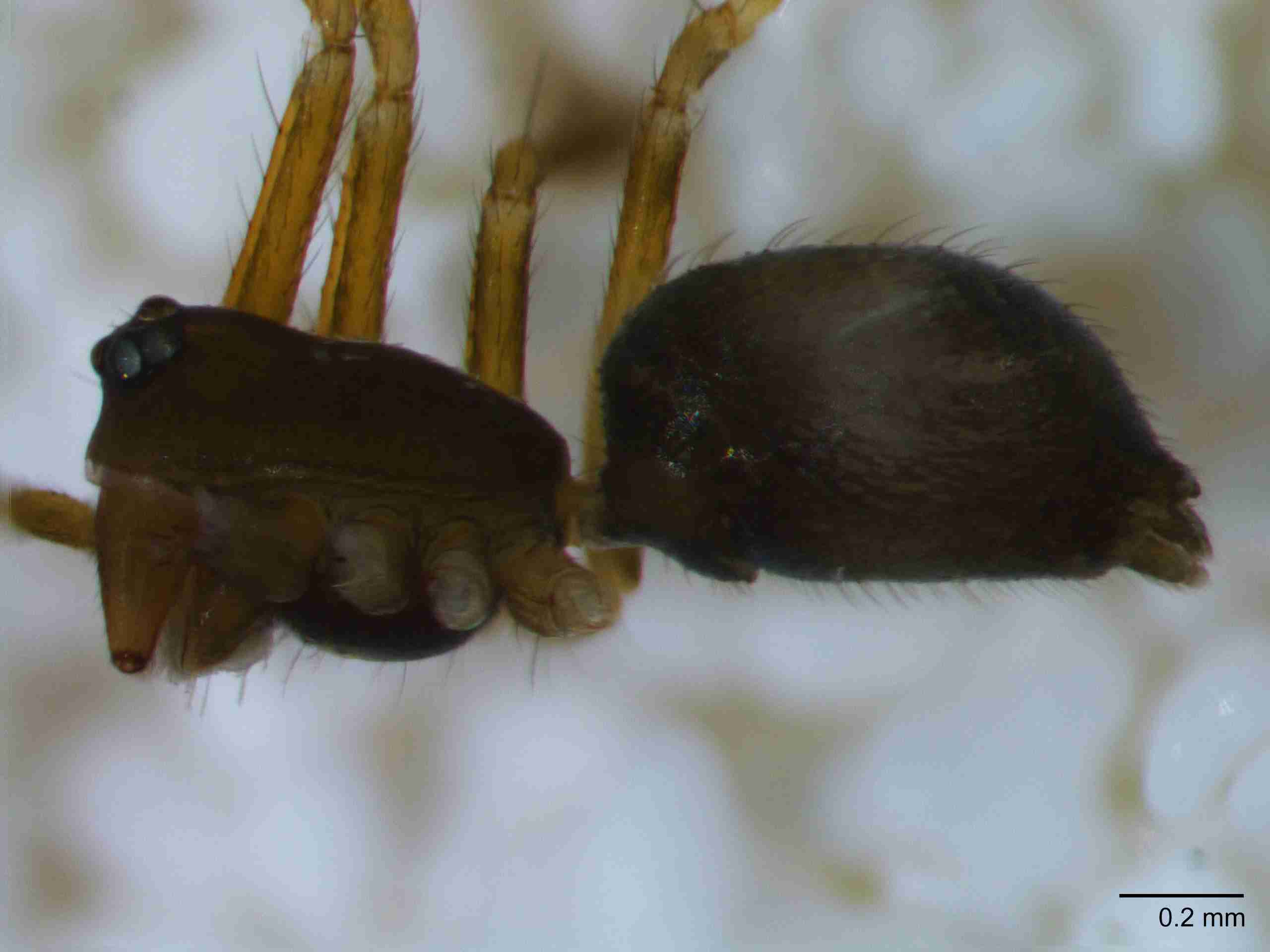 XILLINY066mphablJAM511_60X_Z10.jpg