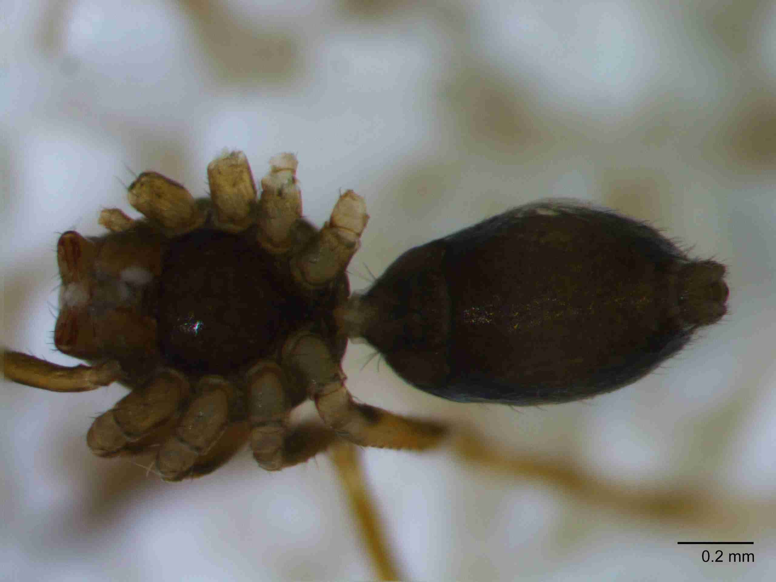 XILLINY066mphabvJAM511_60X_Z10.jpg