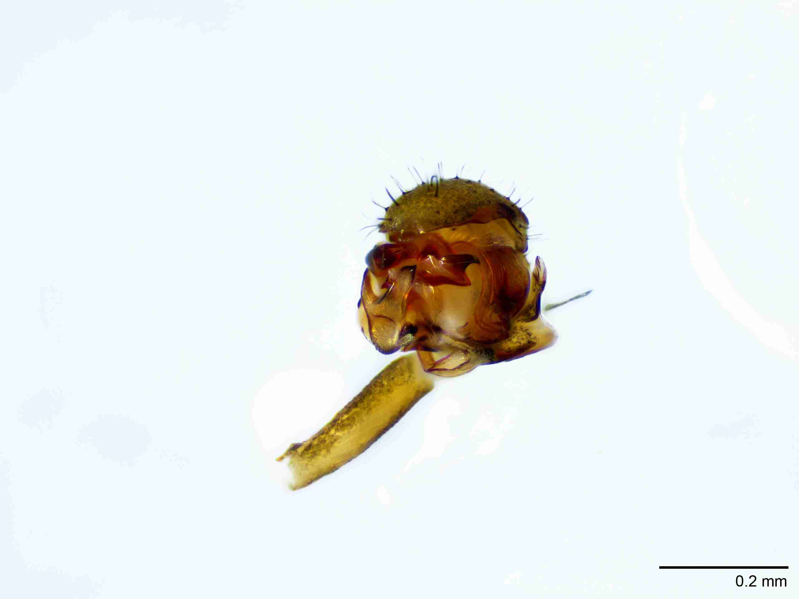 XILLINY066mppalaJAM511_100X_E2A.jpg