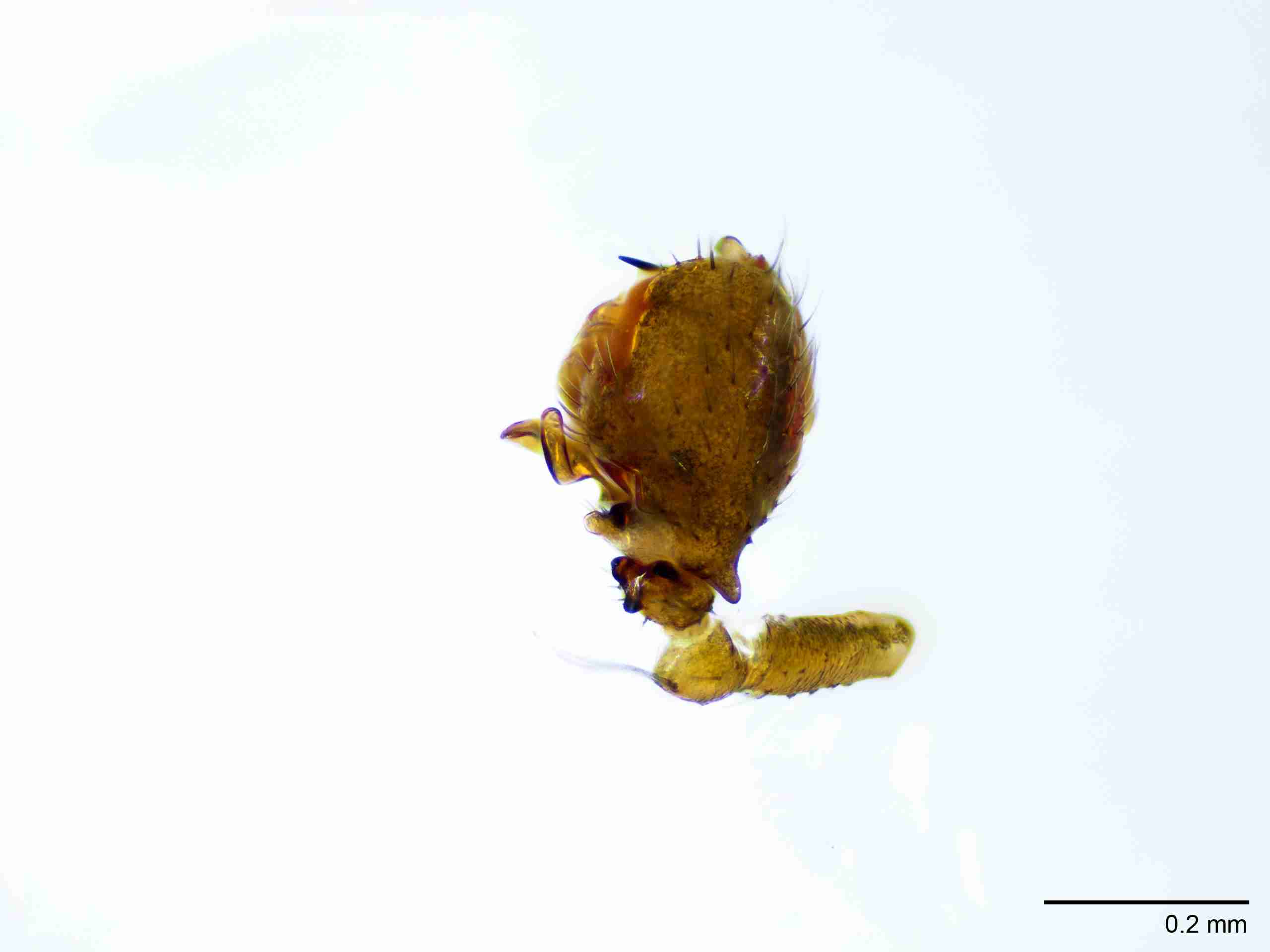 XILLINY066mppaldJAM511_100X_E2A.jpg