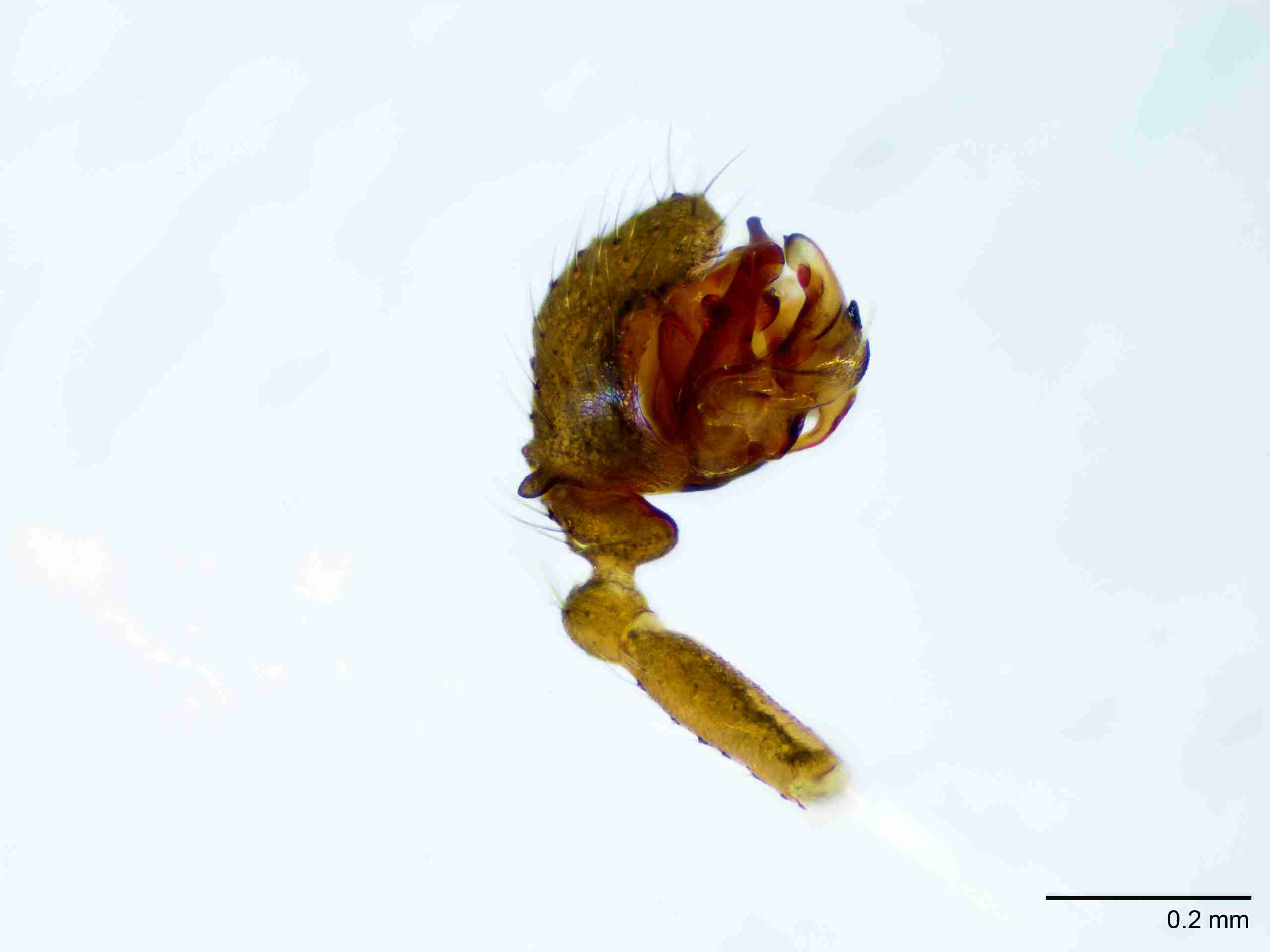 XILLINY066mppalpJAM511_100X_E2A.jpg