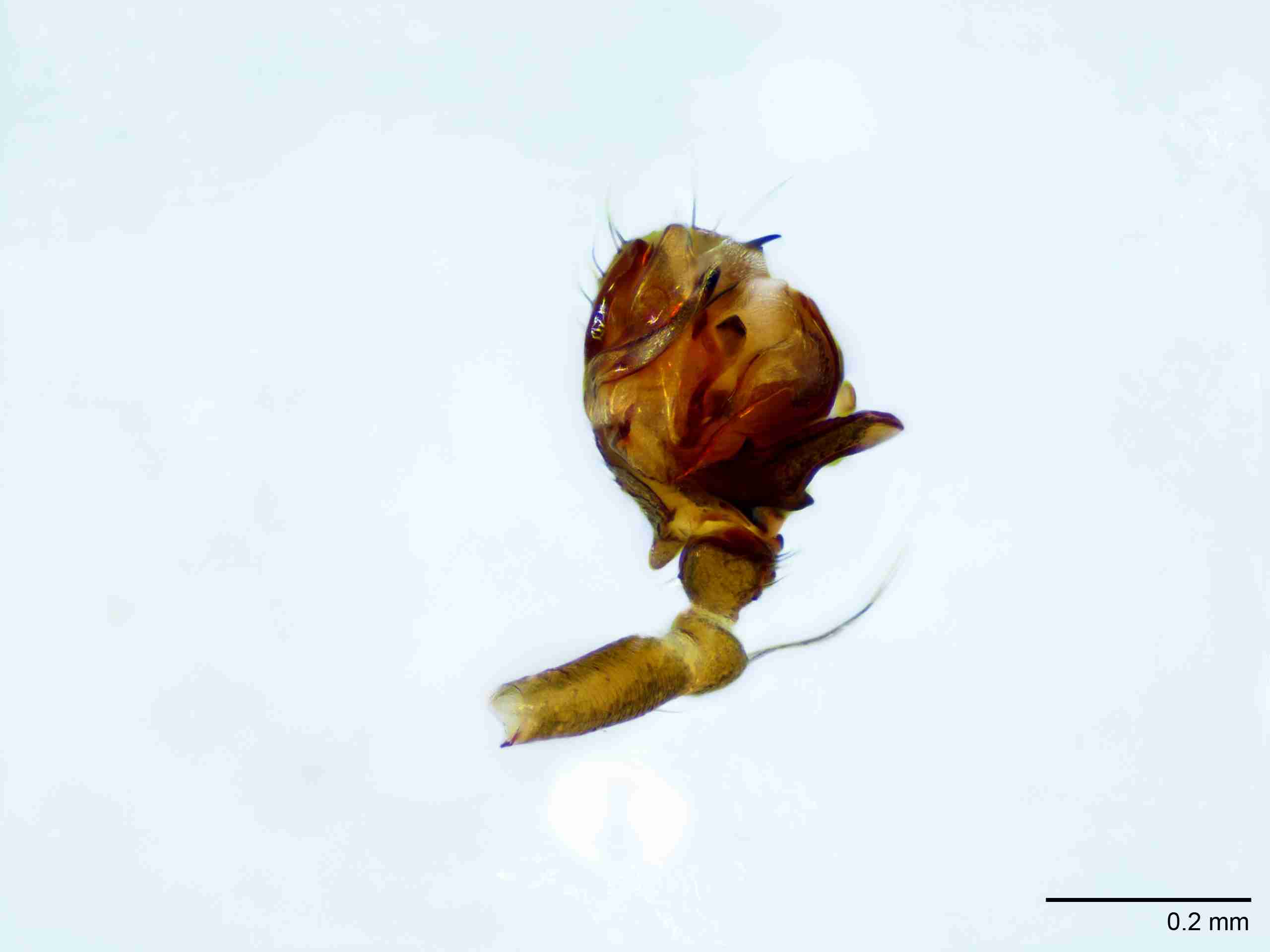 XILLINY066mppalvJAM511_100X_E2A.jpg