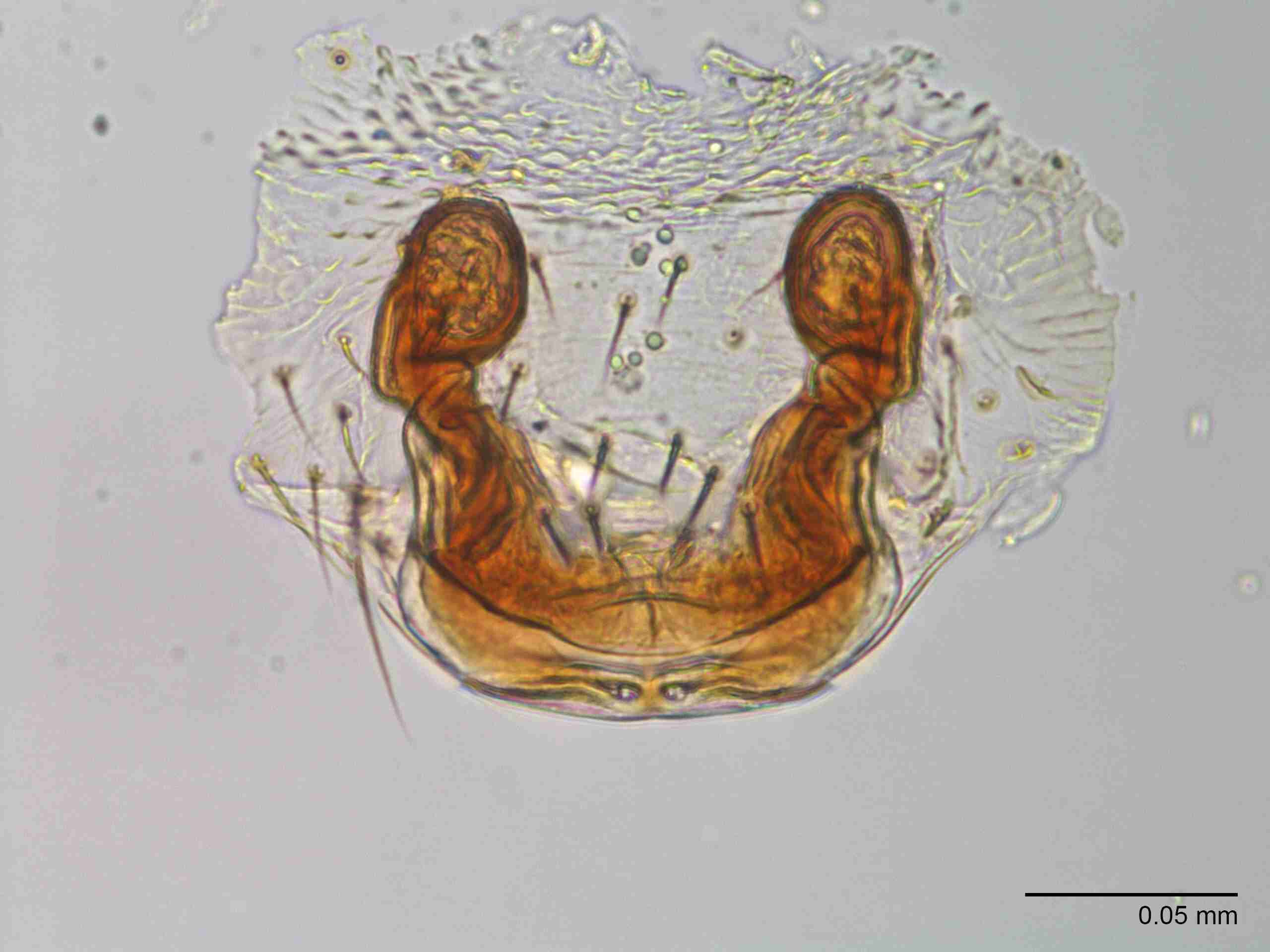 XILLINY067fpepivJAM904_400X_E2A.jpg