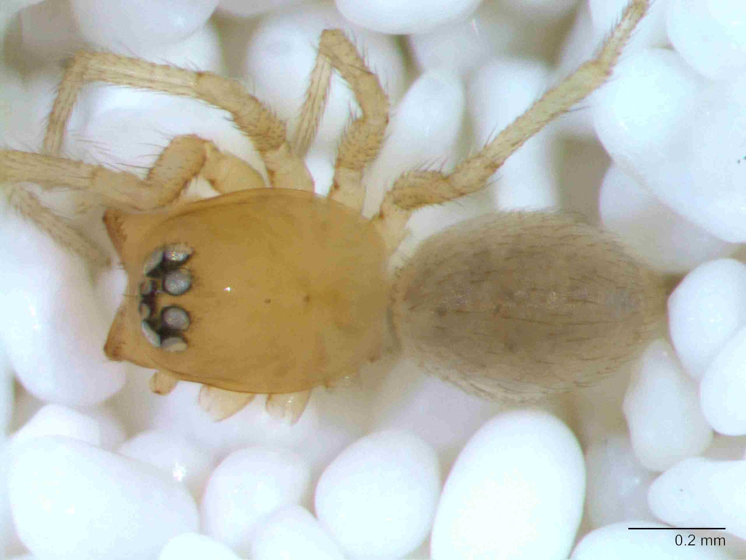 XILLINY067mphabdJAM905_80X_Z10.jpg