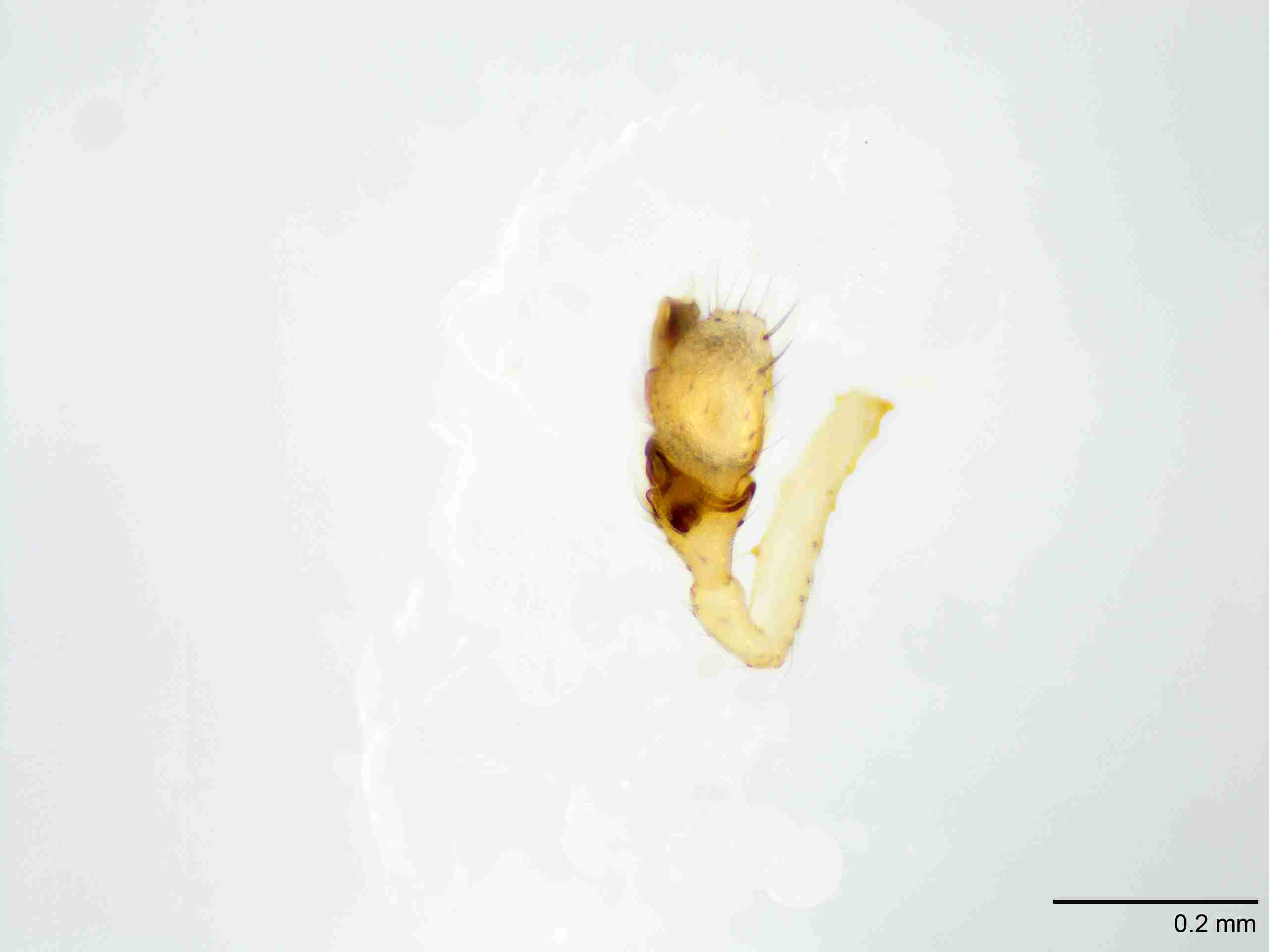 XILLINY067mppaldJAM905_100X_E2A.jpg