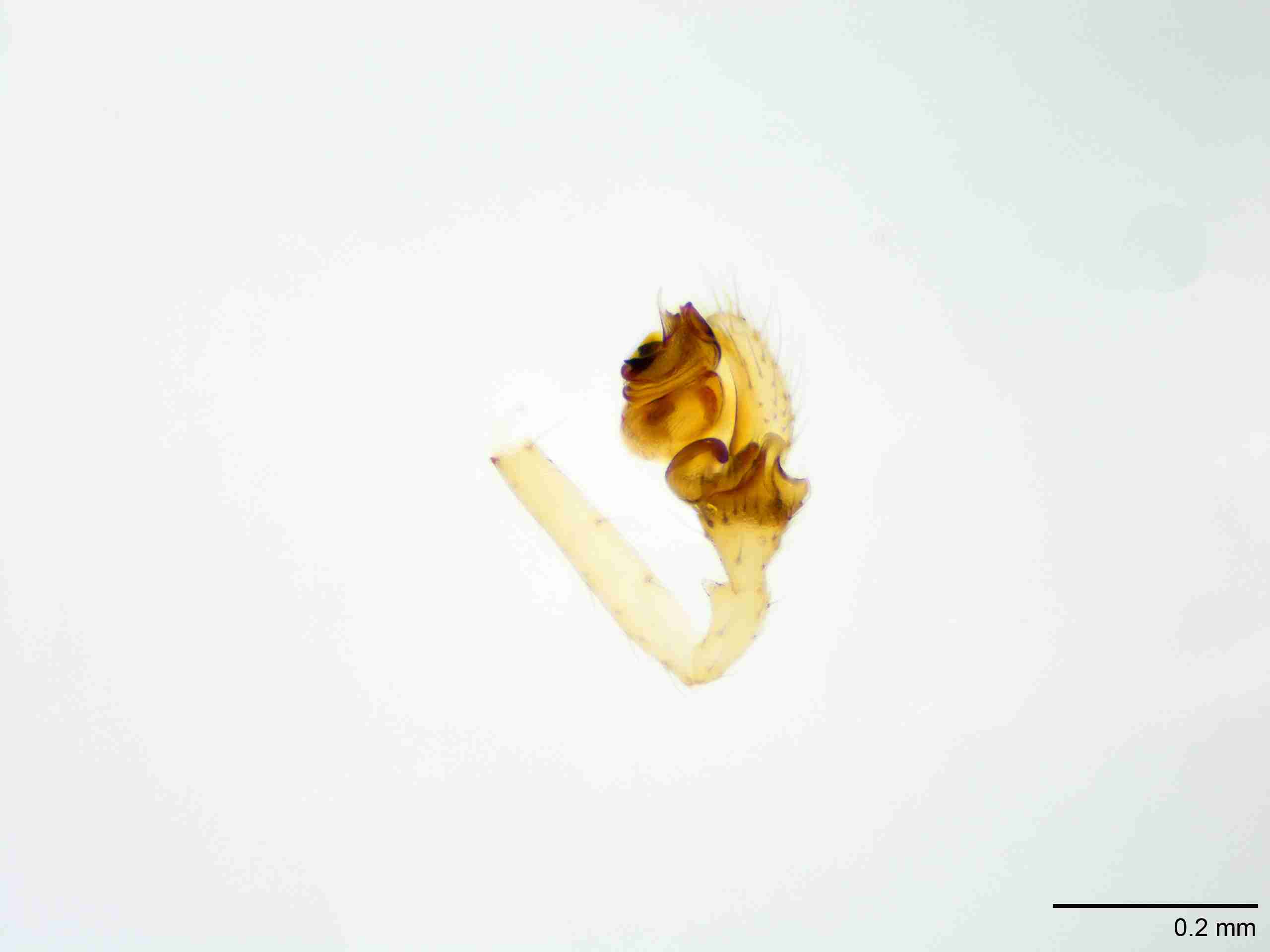 XILLINY067mppalrJAM905_100X_E2A.jpg