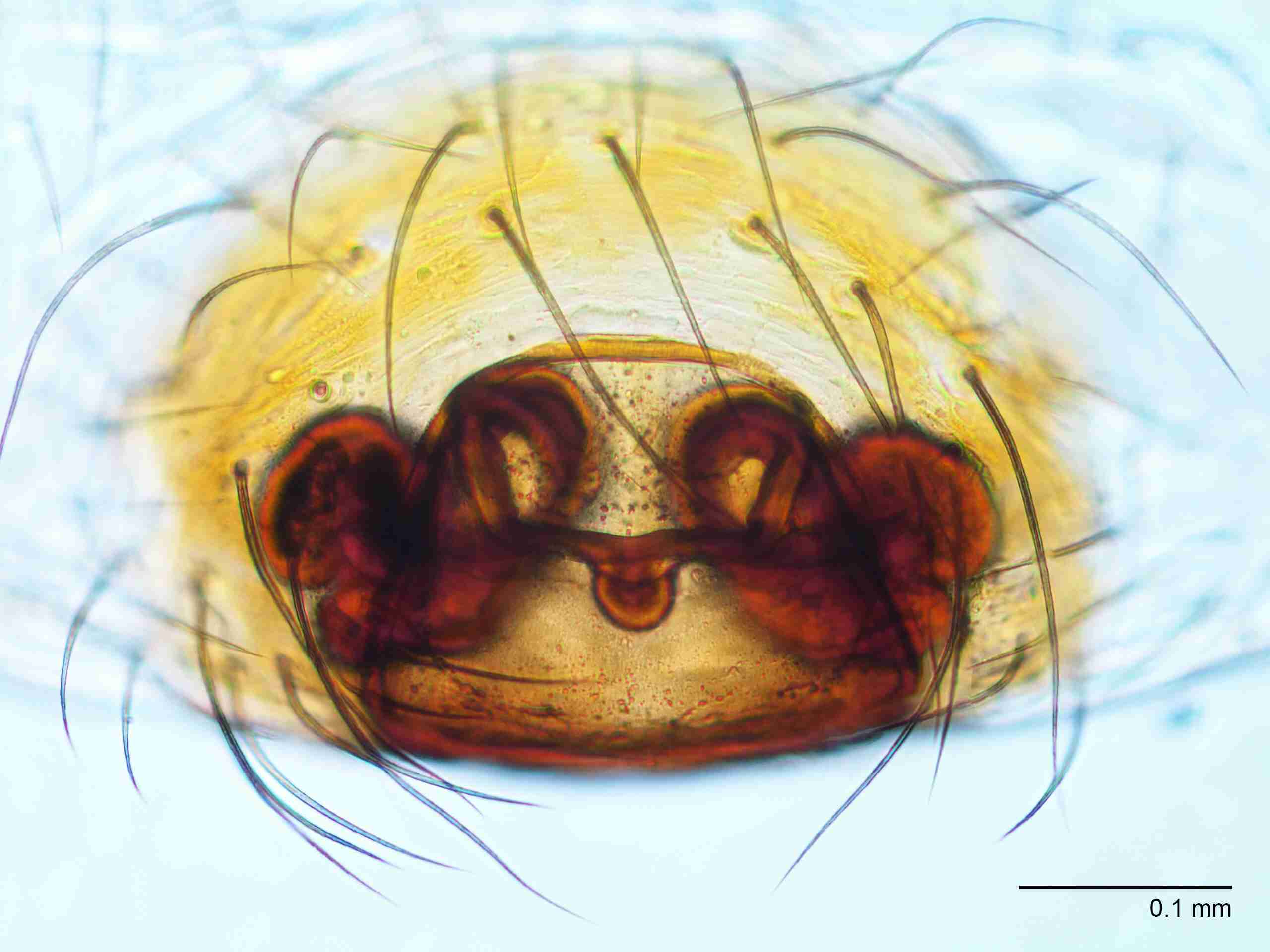 XILLINY068fpepivJAM903_200X_CAS.jpg