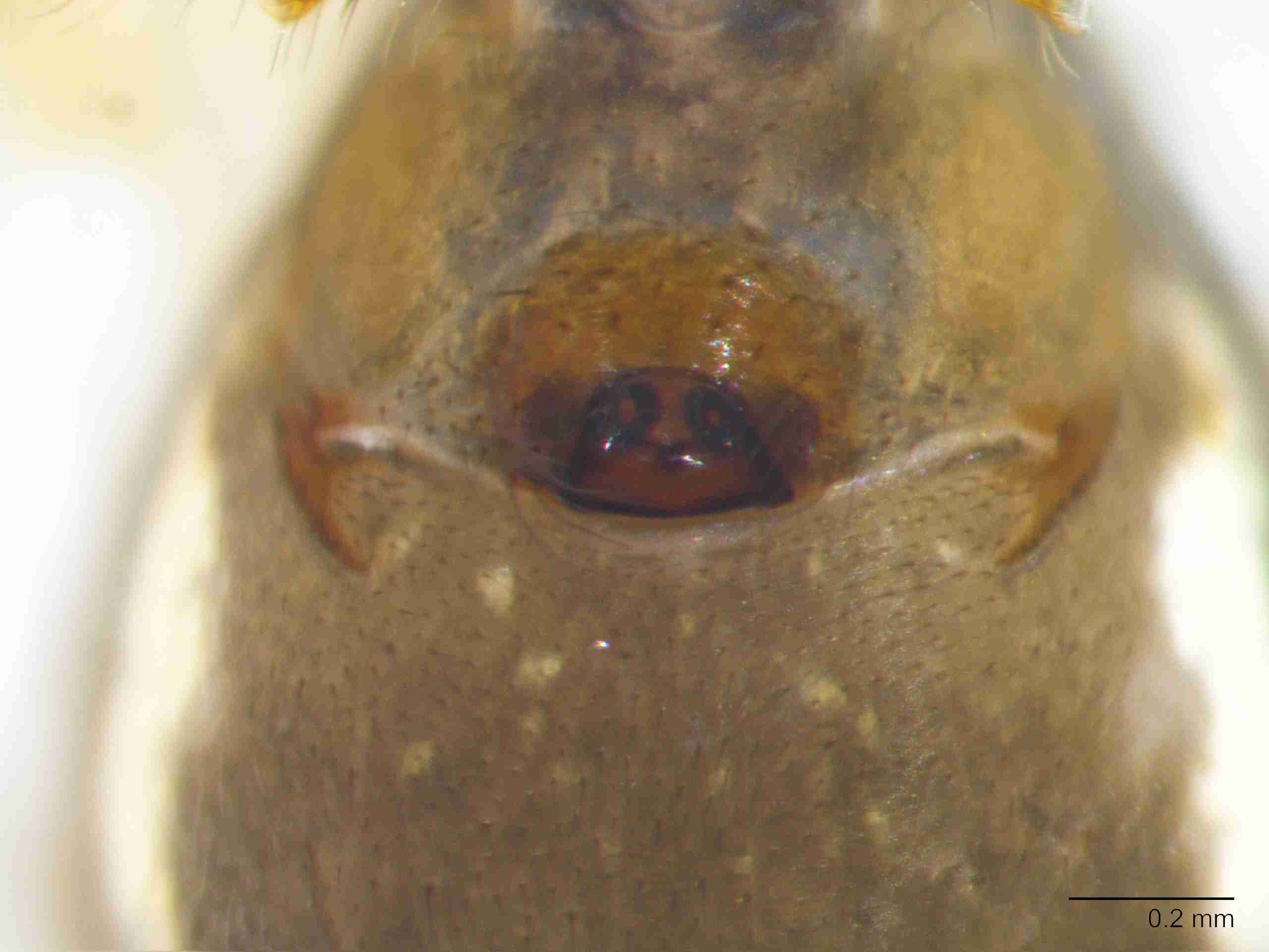 XILLINY068fpepivJAM903_80X_Z10.jpg