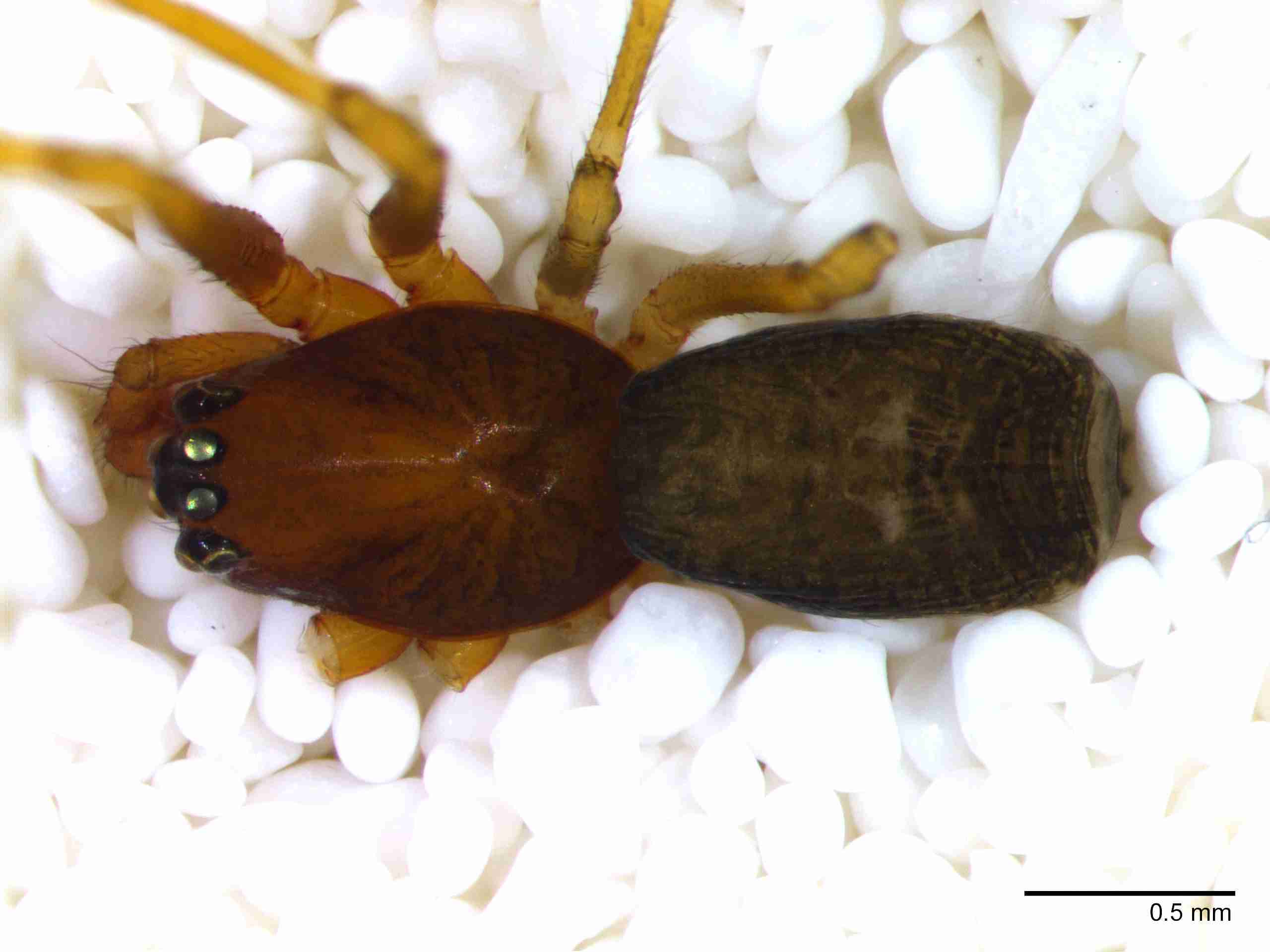 XILLINY068mphabdJAM215_40X_Z10.jpg