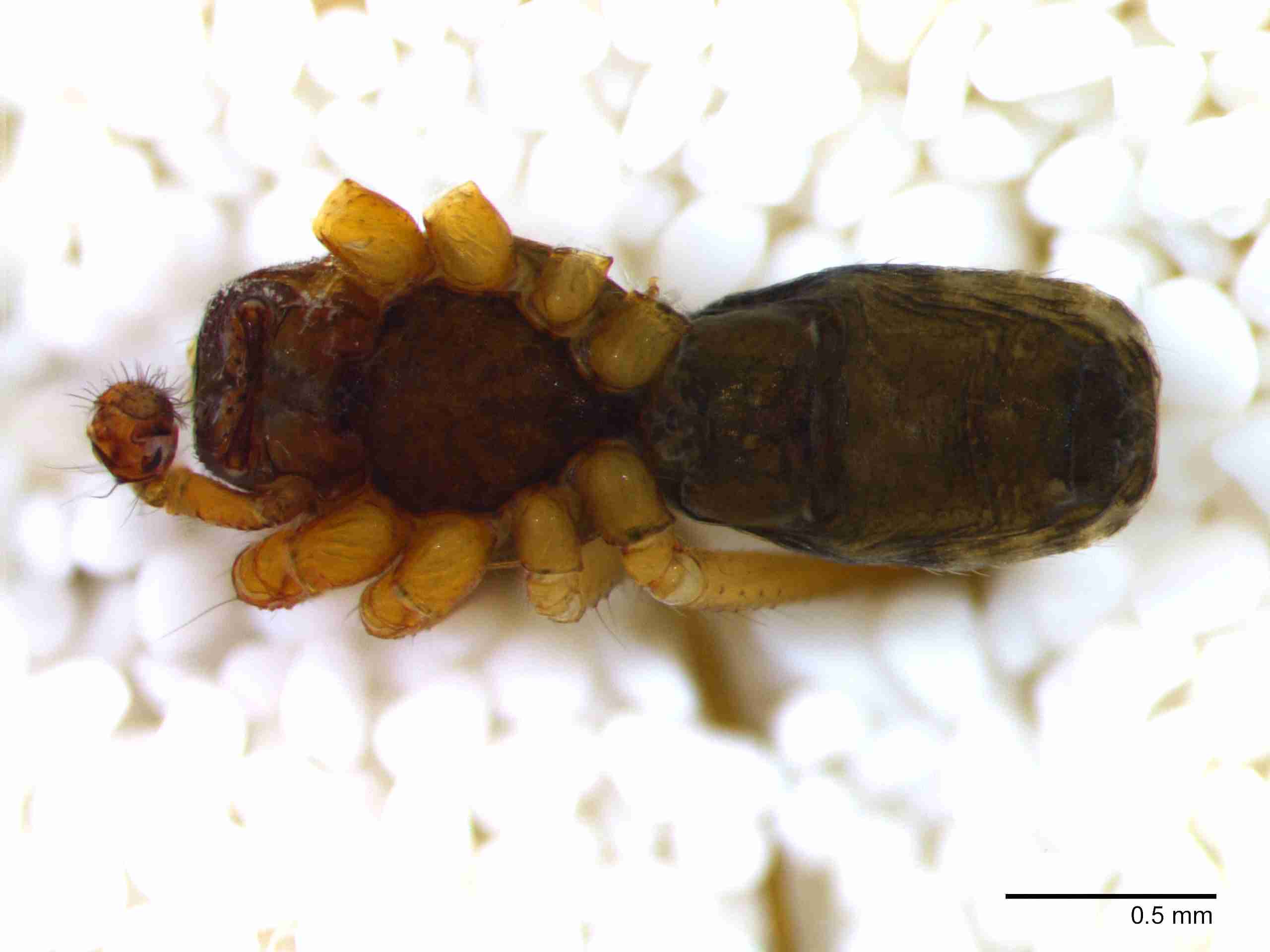 XILLINY068mphabvJAM215_40X_Z10.jpg