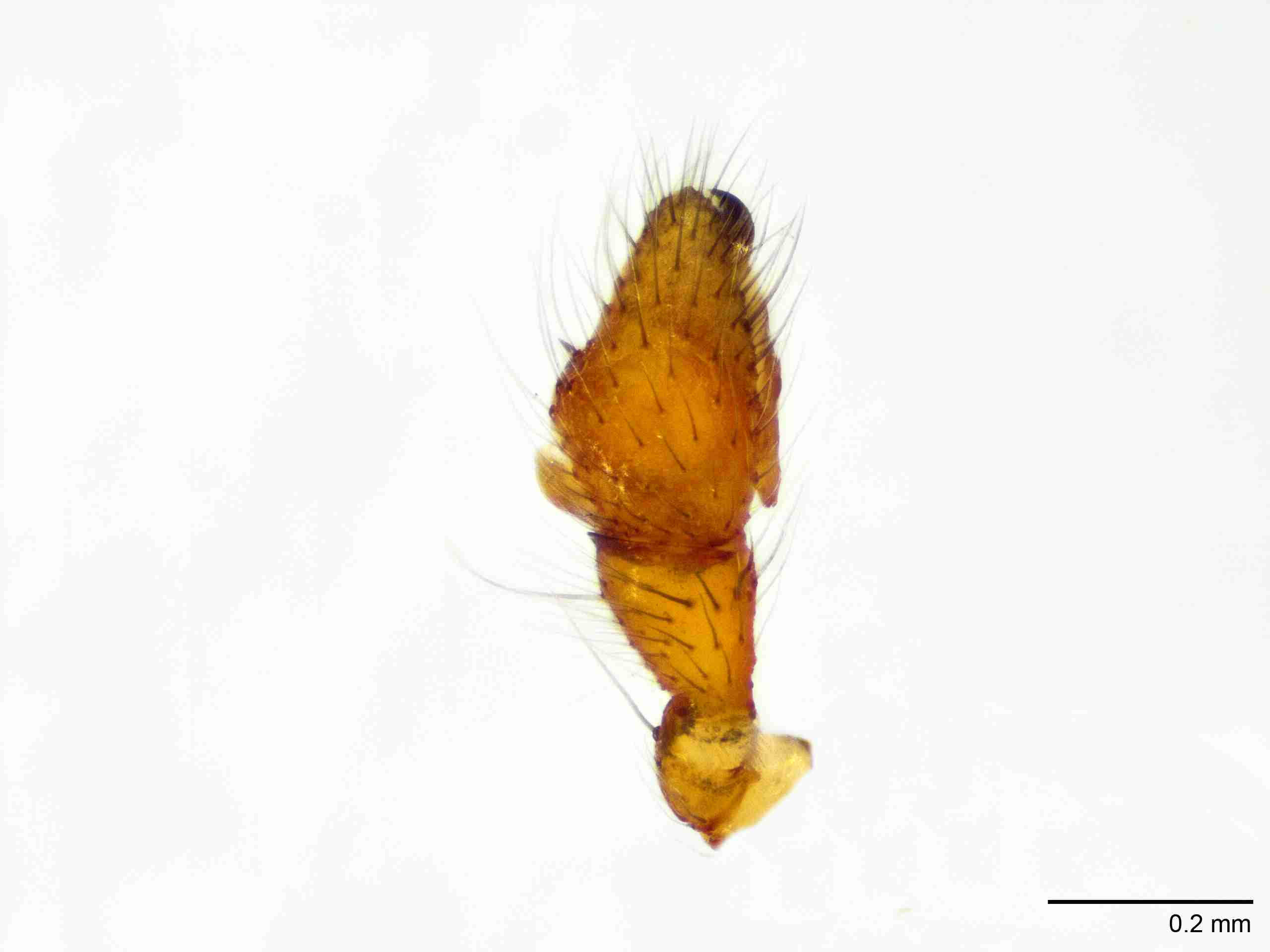XILLINY068mppaldJAM215_100X_E2A.jpg
