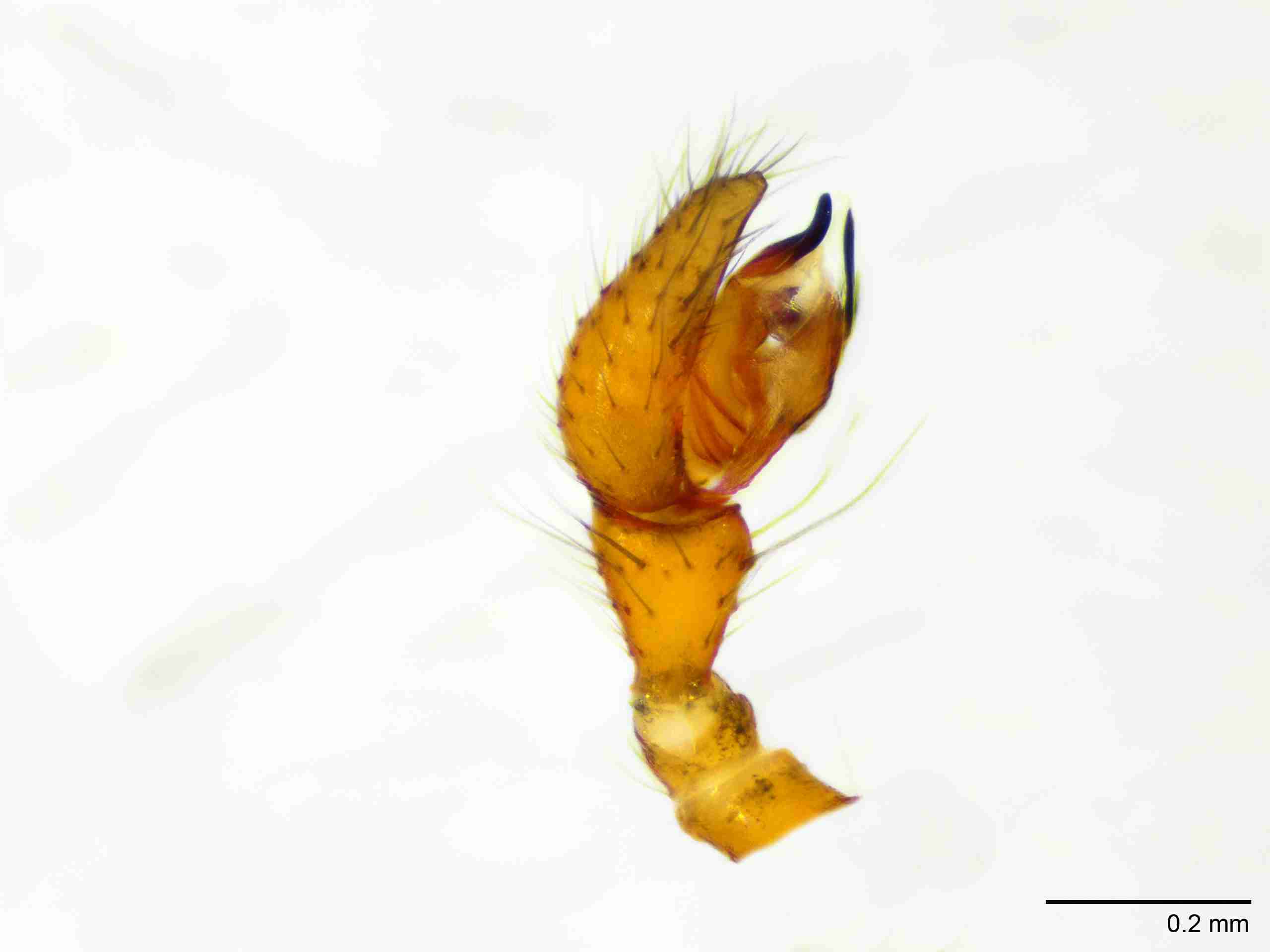 XILLINY068mppalpJAM215_100X_E2A.jpg