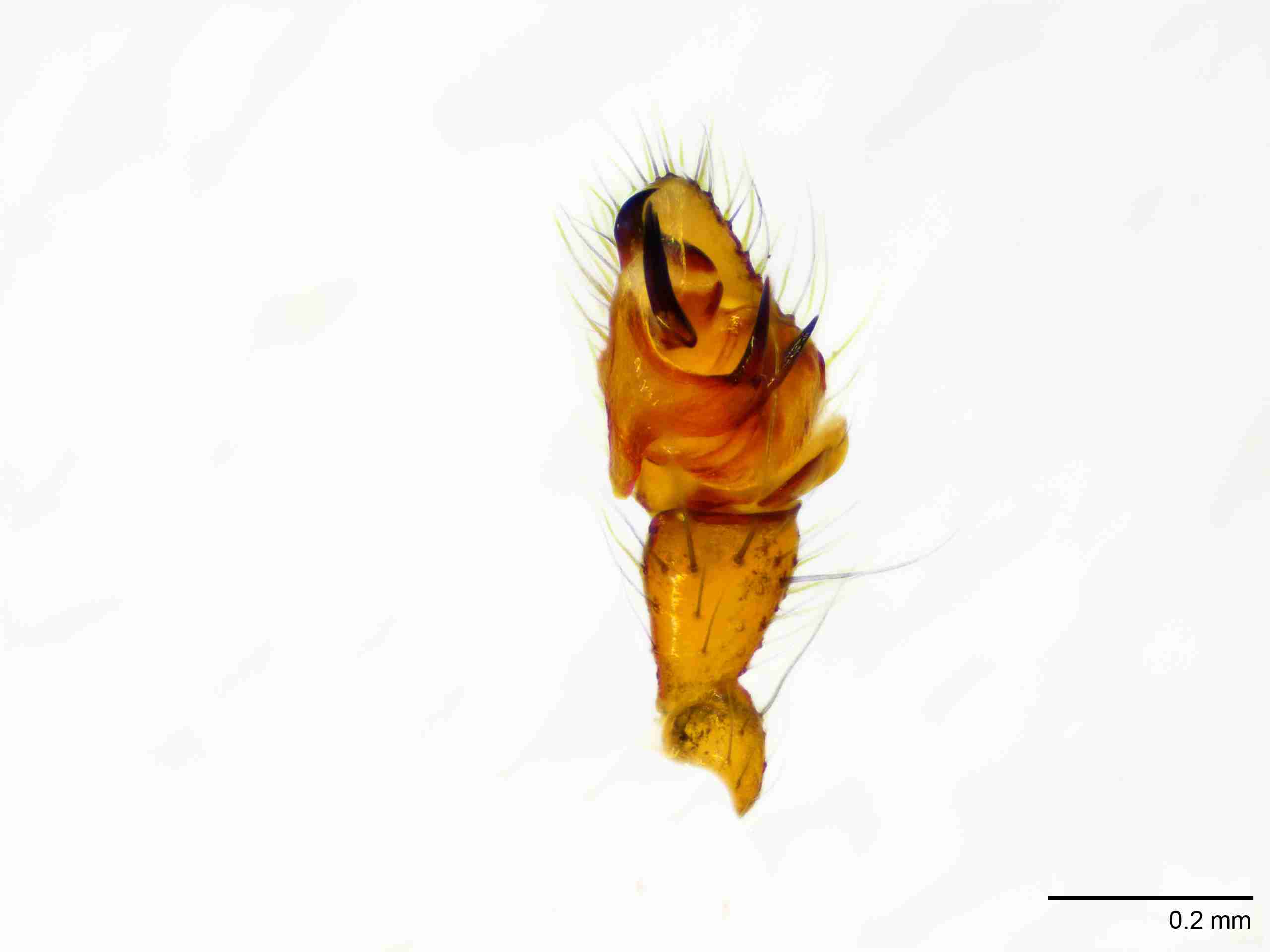 XILLINY068mppalvJAM215_100X_E2A.jpg
