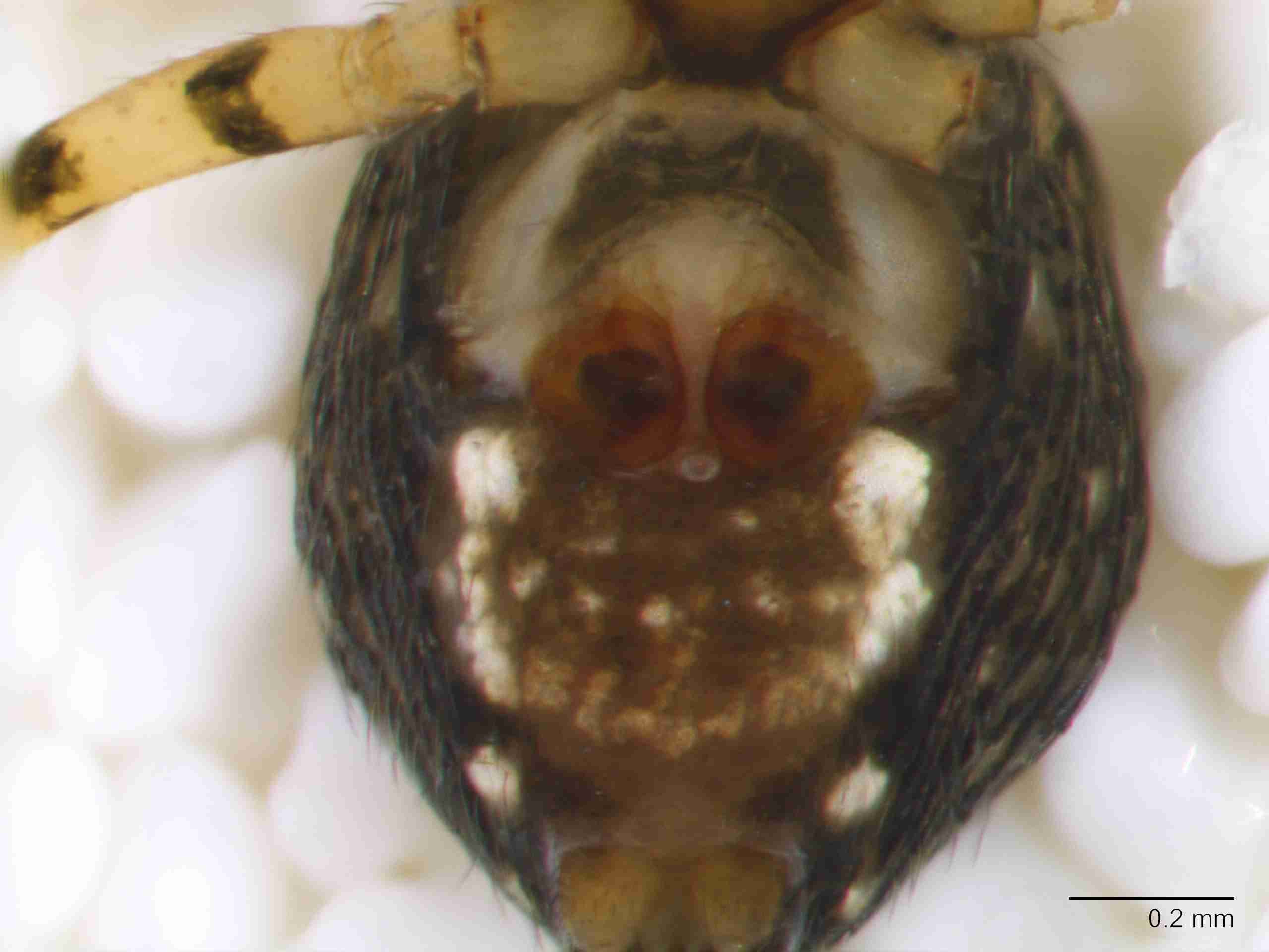 XILLINY069fpepivJAM900_80X_Z10.jpg