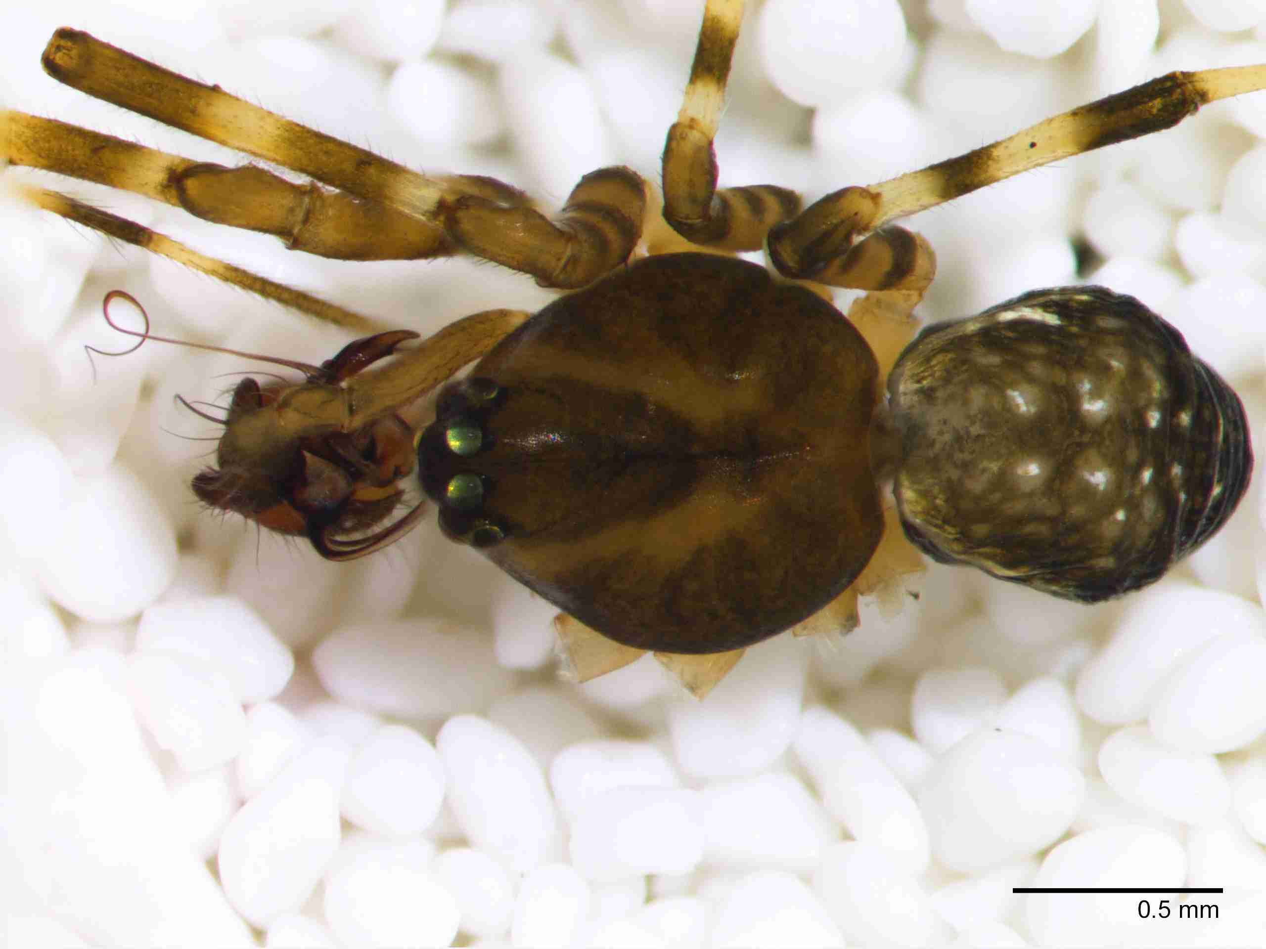 XILLINY069mphabdJAM156_40X_Z10.jpg