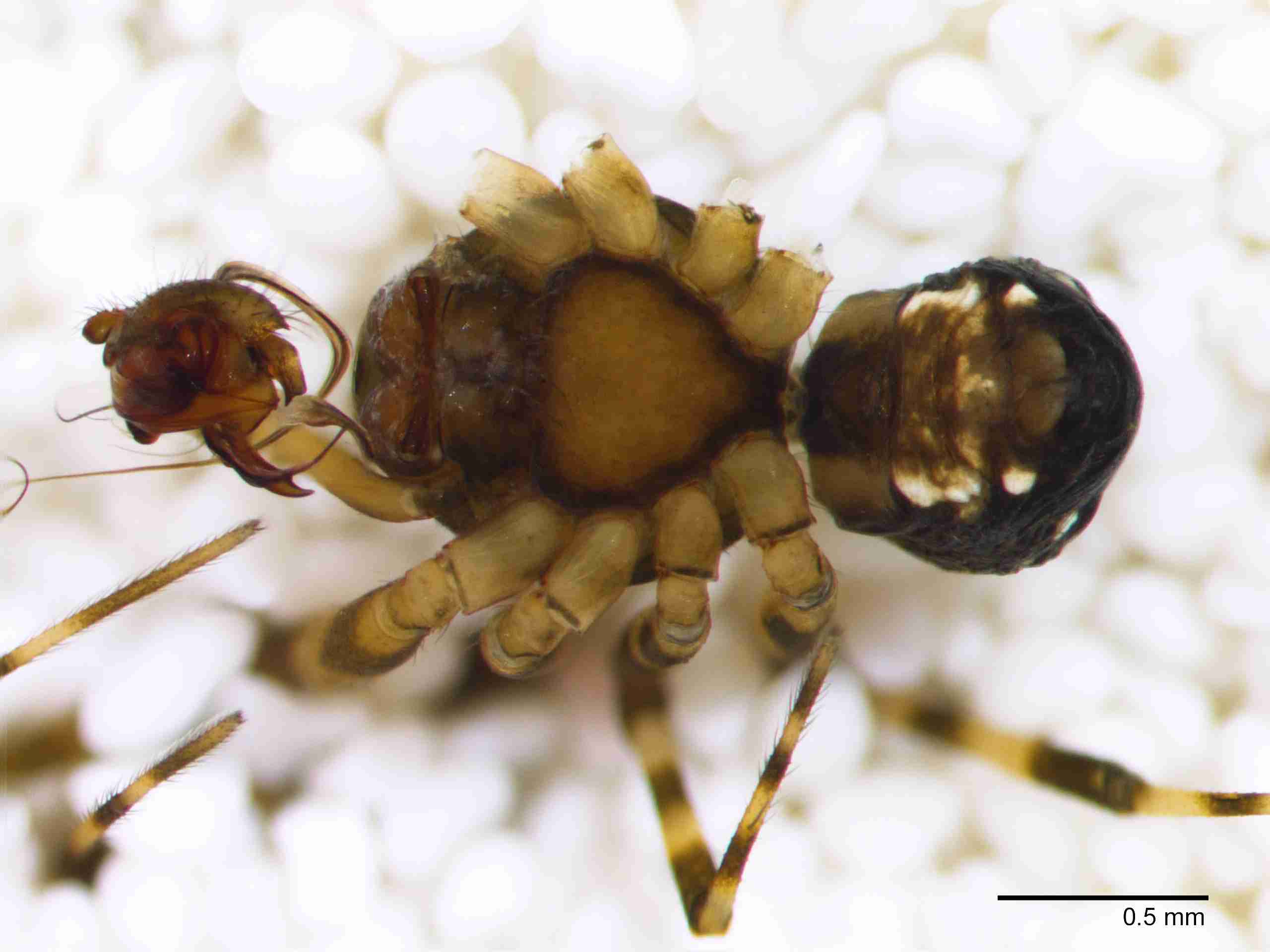 XILLINY069mphabvJAM156_40X_Z10.jpg