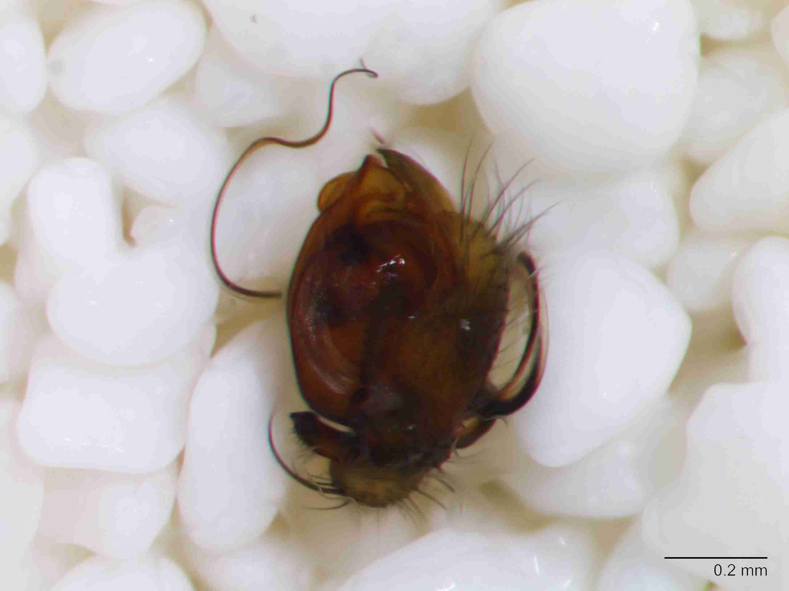 XILLINY069mppaldJAM156_80X_Z10.jpg