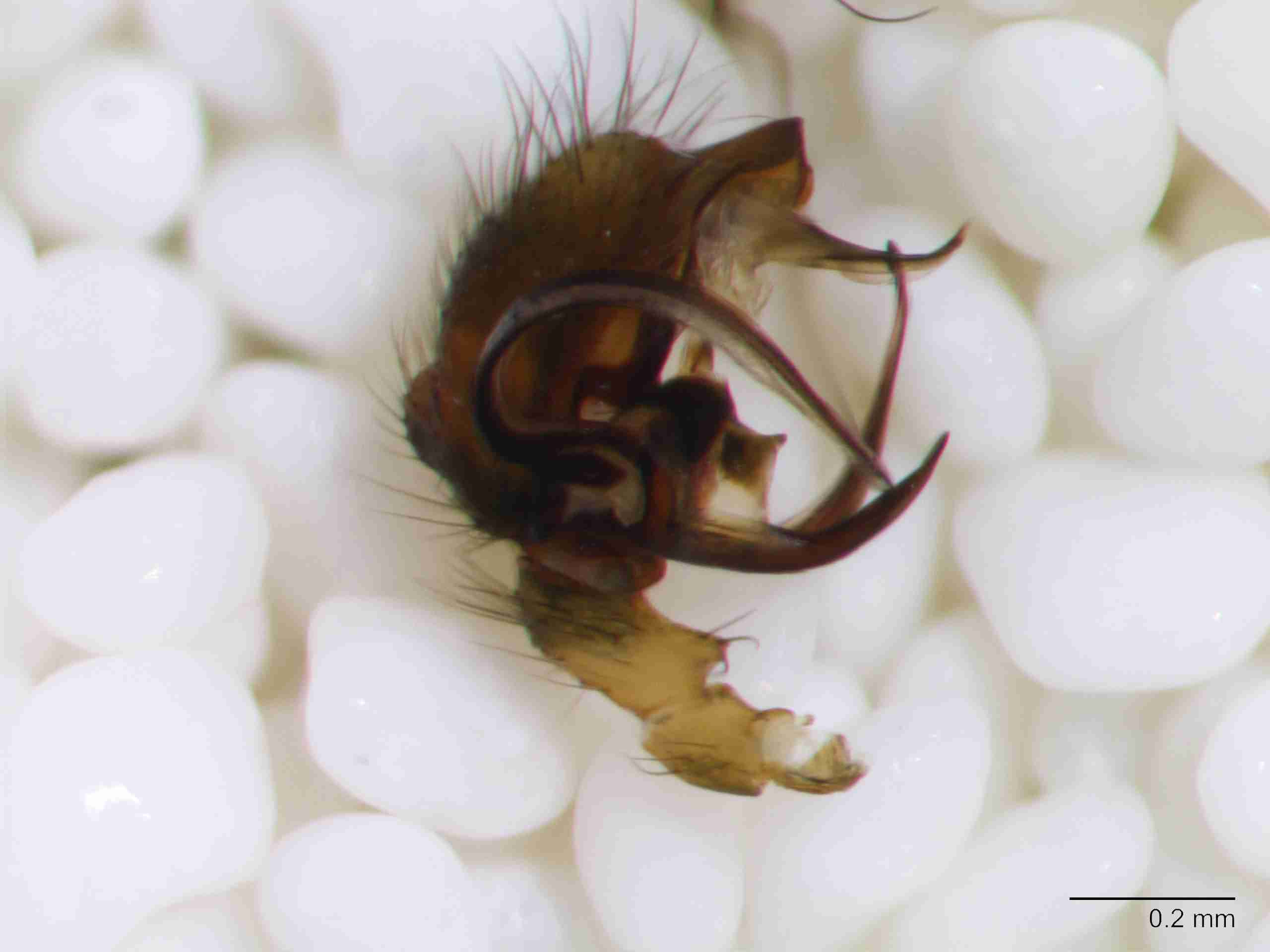 XILLINY069mppalpJAM156_80X_Z10.jpg