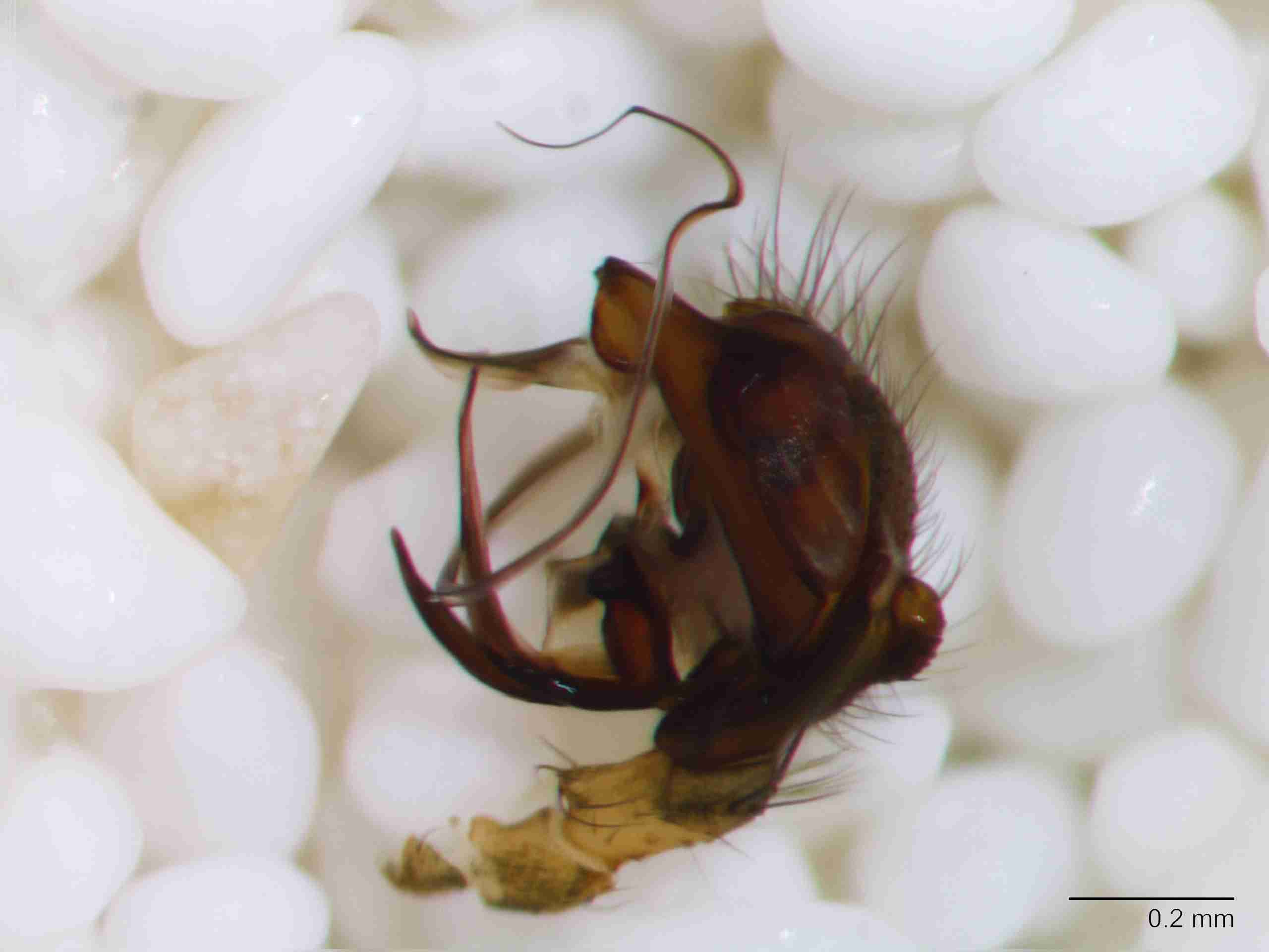XILLINY069mppalrJAM156_80X_Z10.jpg