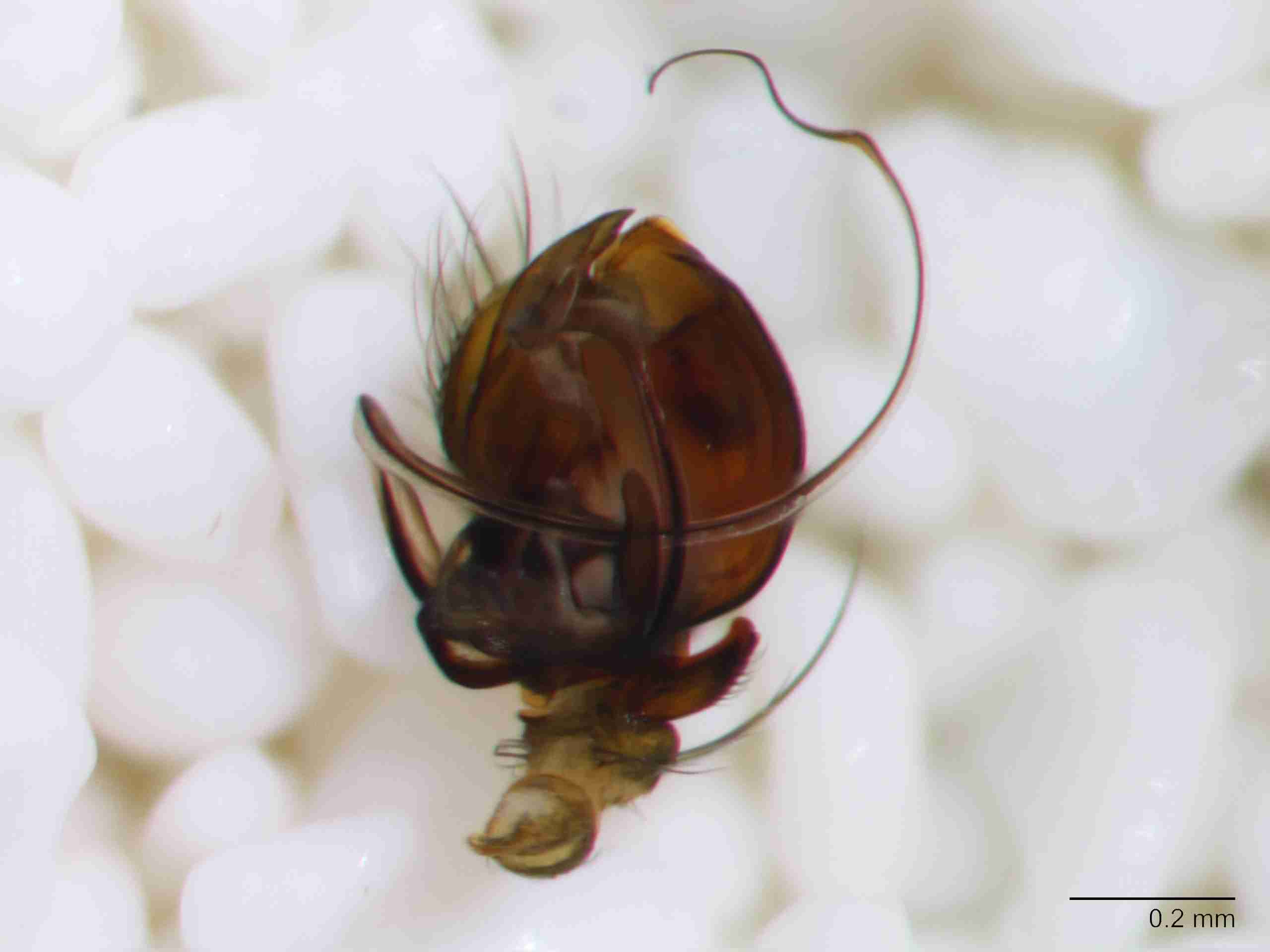 XILLINY069mppalvJAM156_80X_Z10.jpg