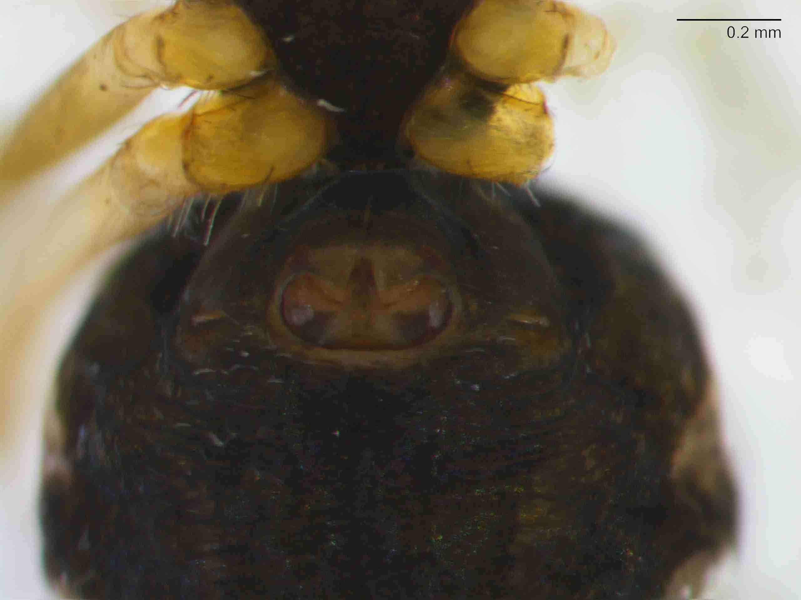XILLINY070fpepivJAM260_80X_Z10.jpg