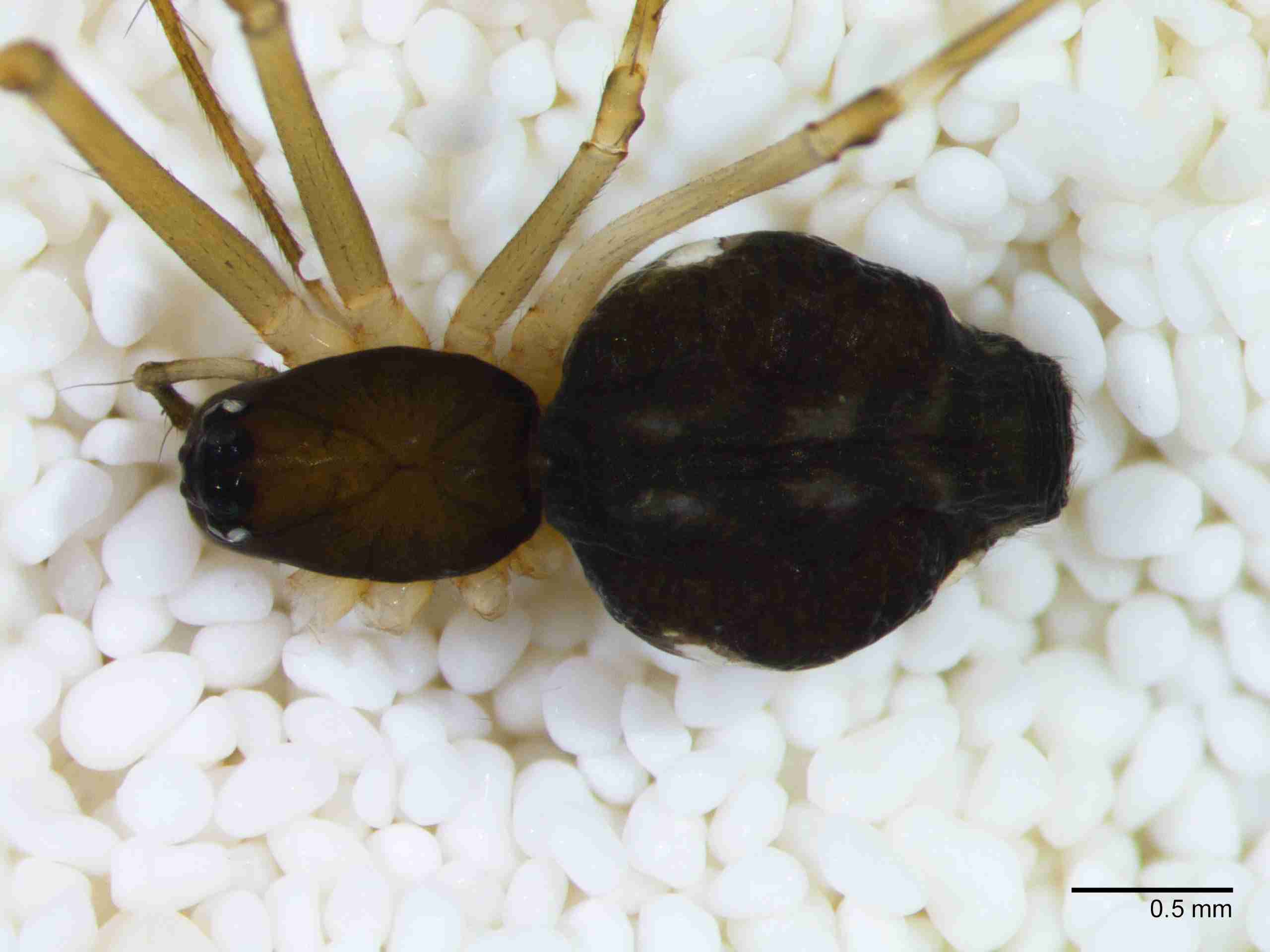 XILLINY070fphabdJAM260_30X_Z10.jpg