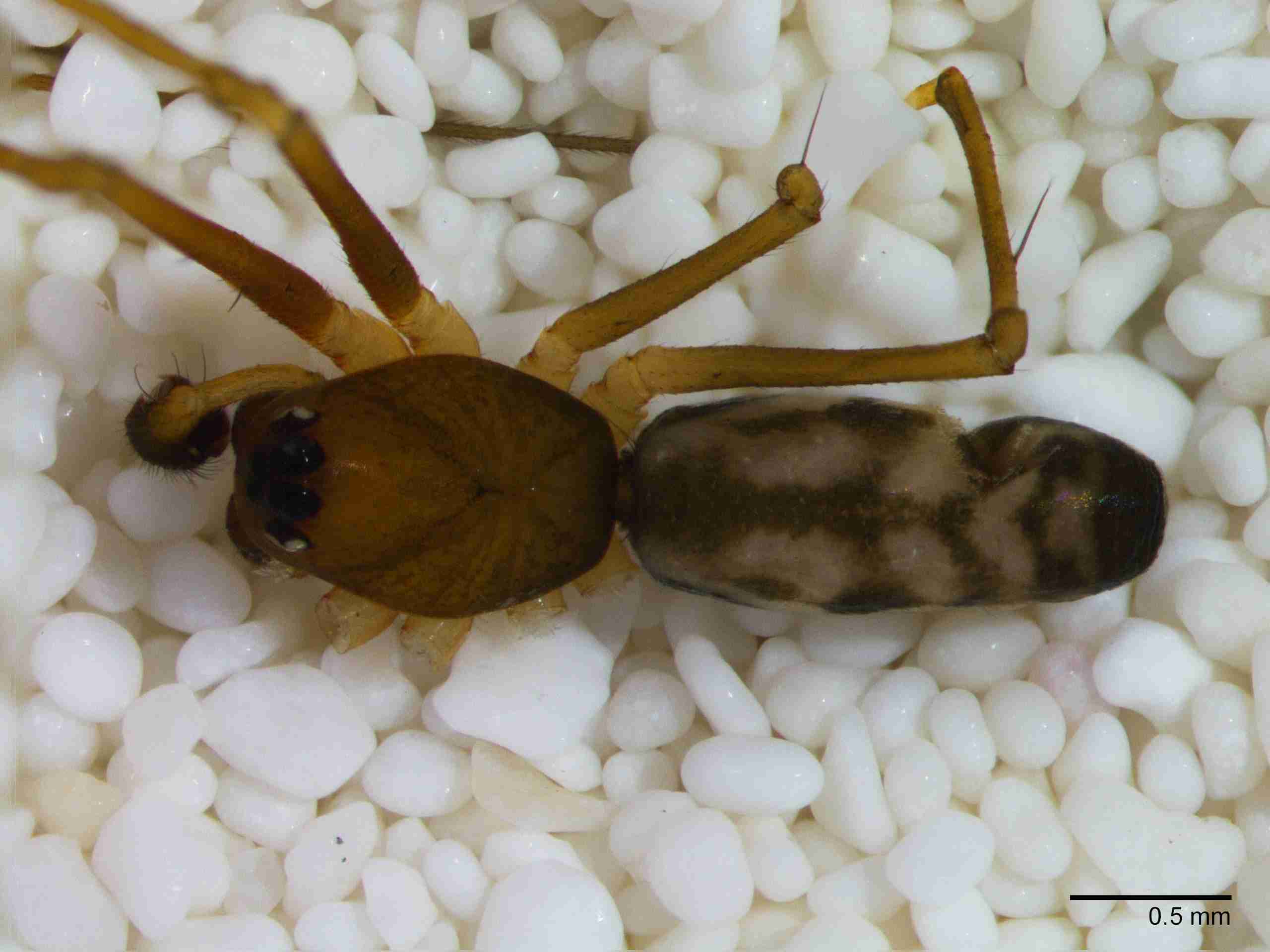 XILLINY070mphabdJAM209_30X_Z10.jpg