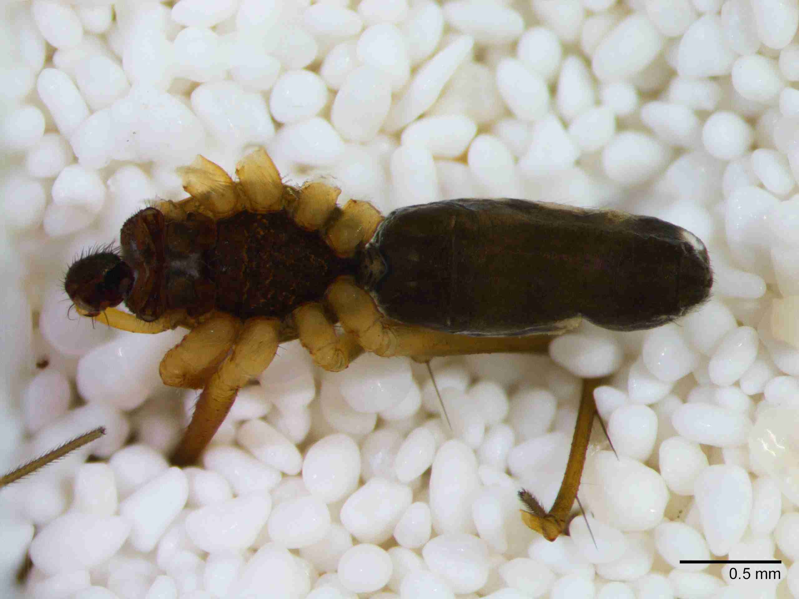 XILLINY070mphabvJAM209_30X_Z10.jpg