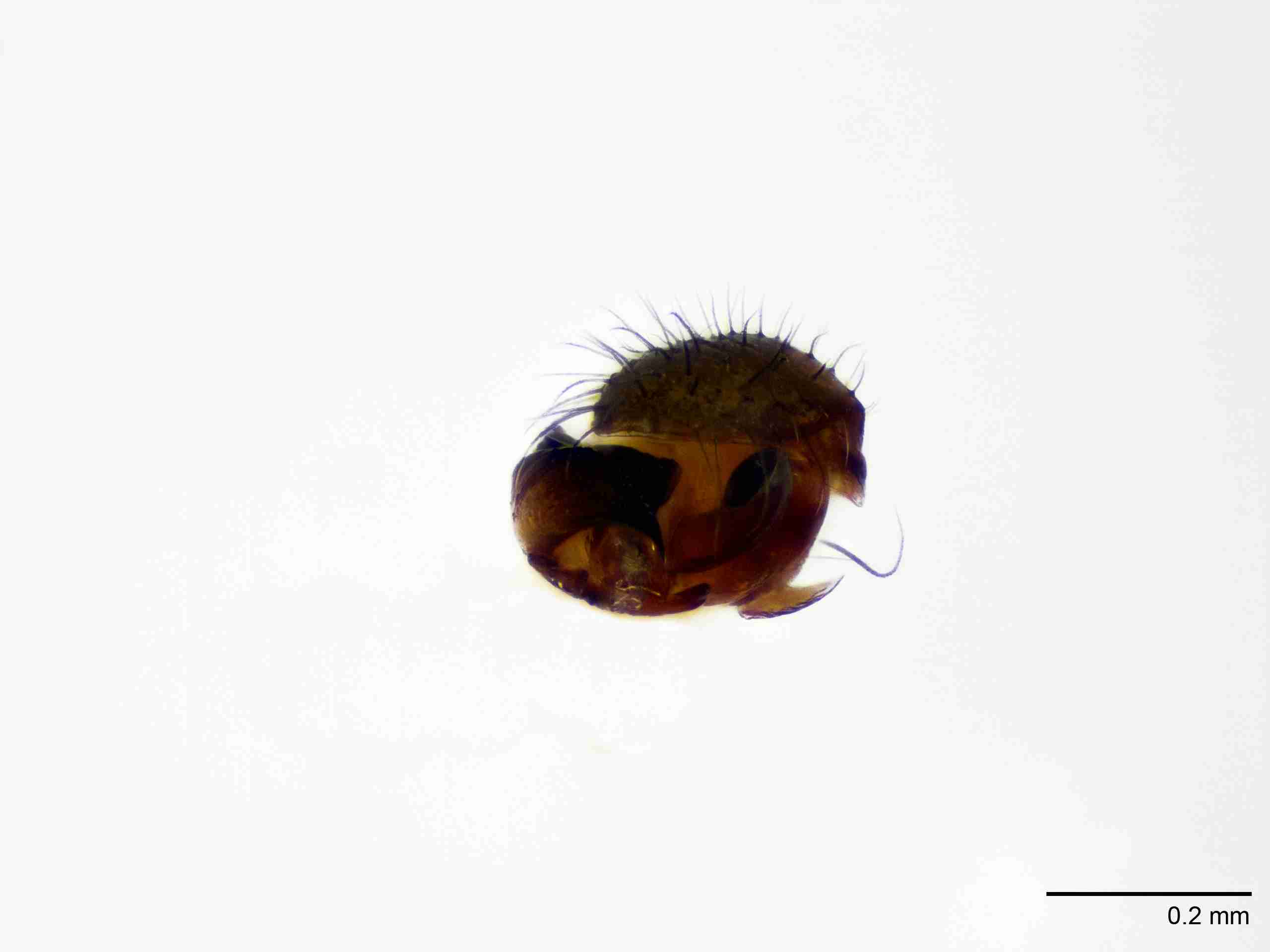 XILLINY070mppalaJAM209_100X_E2A.jpg